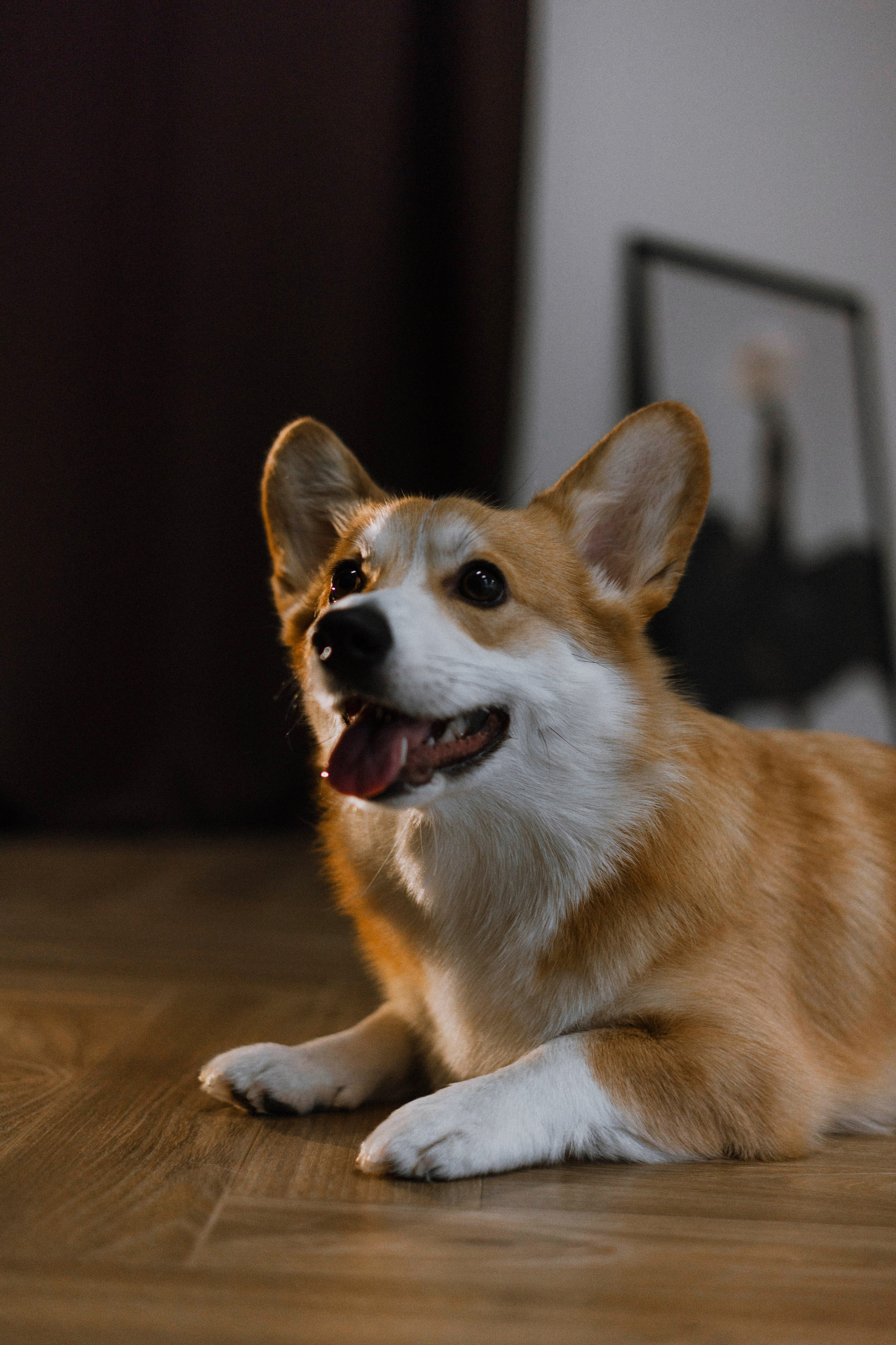 Настя и Мия. Фотограф-анималист Богданова Полина