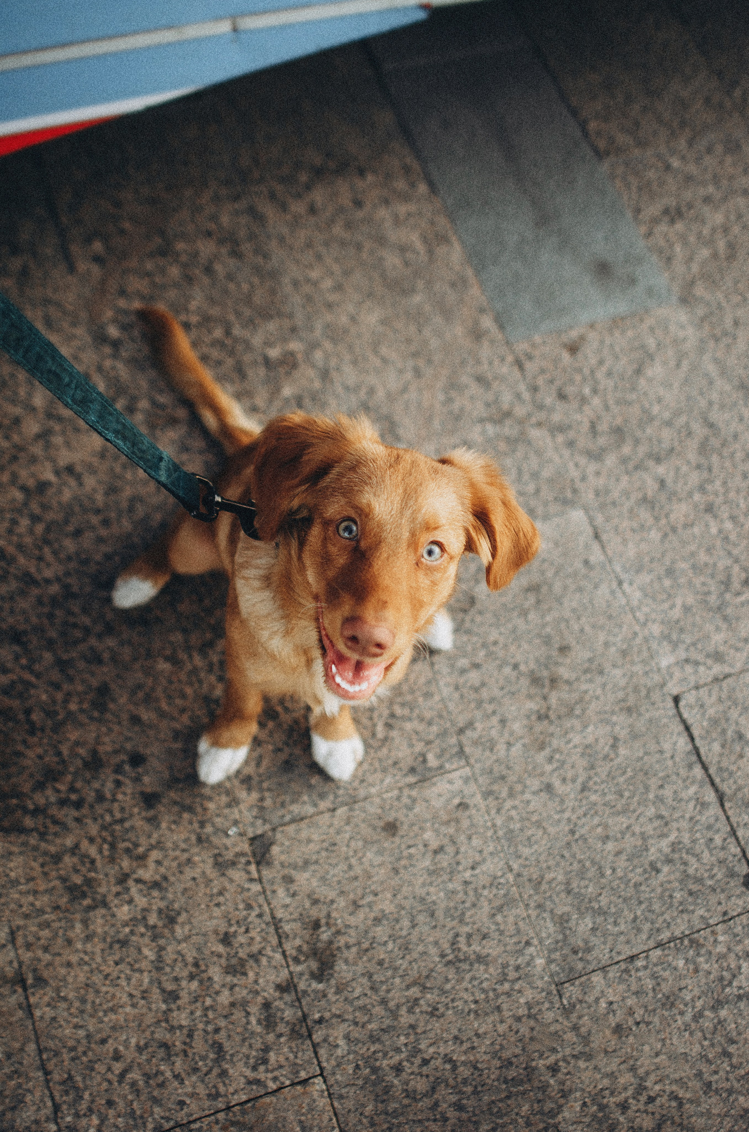 Вика и Хардин. Фотограф-анималист Богданова Полина