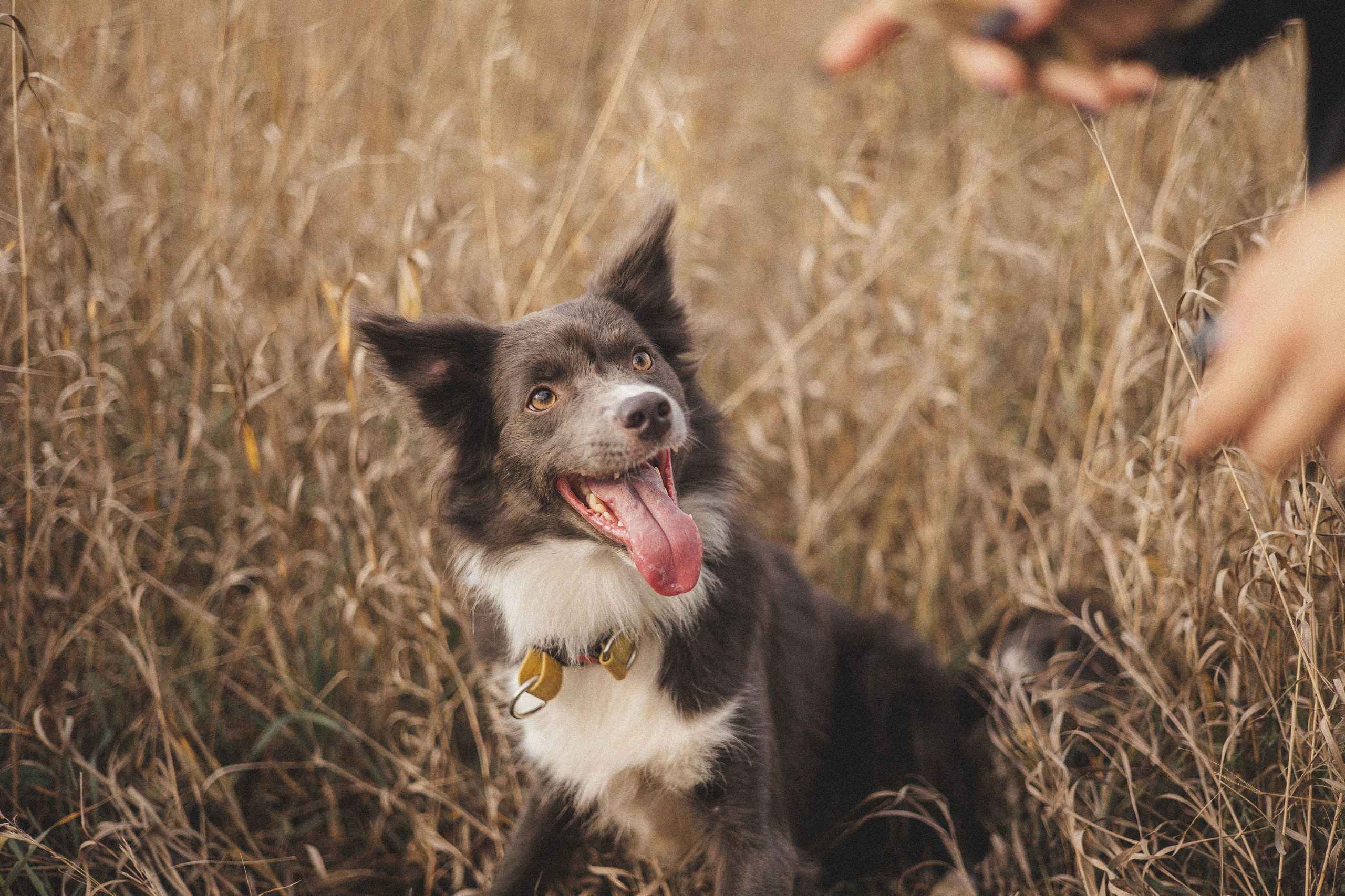 Даша и Дже. Фотограф-анималист Богданова Полина