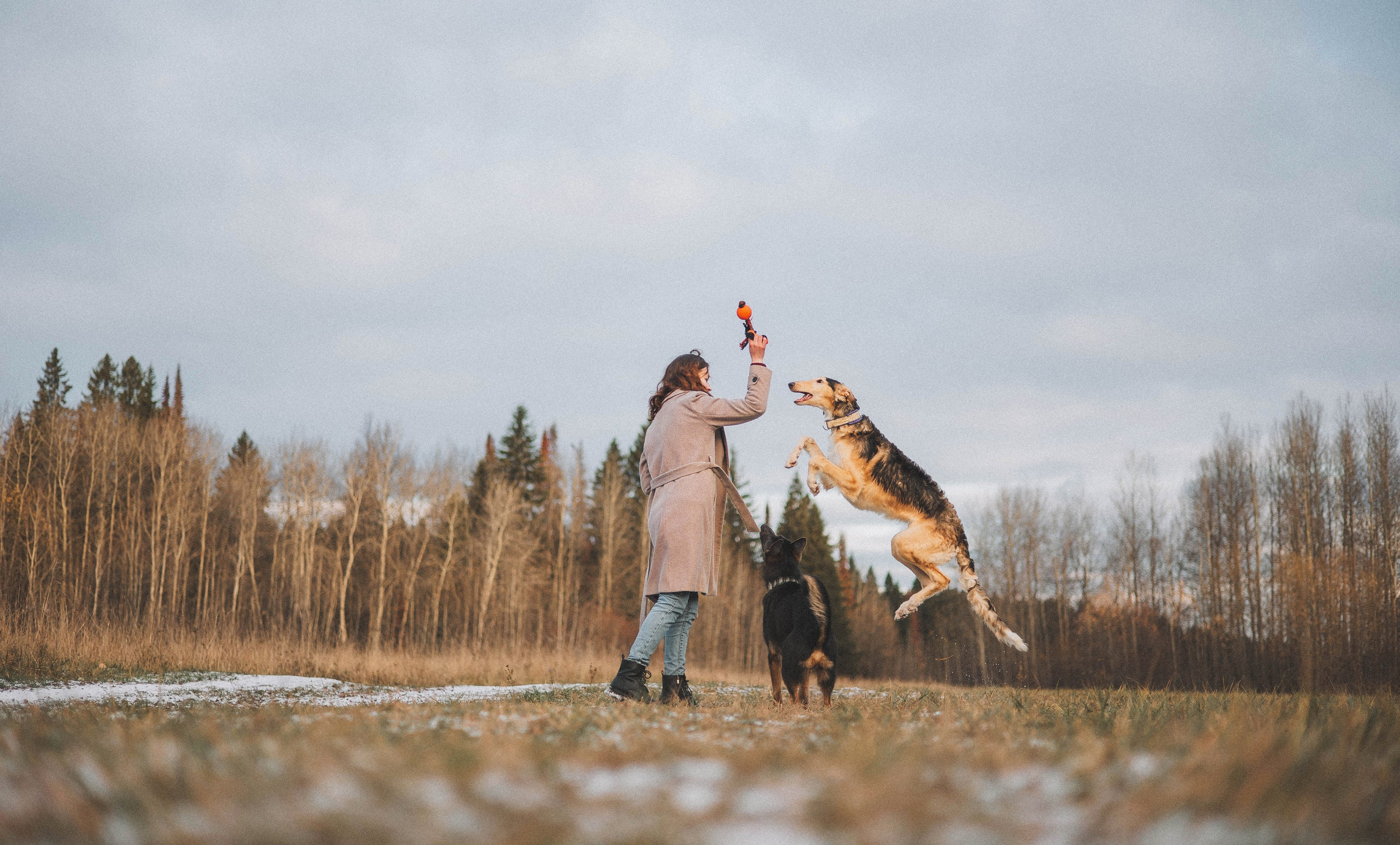 Алена, Леви и Микаса. Фотограф-анималист Богданова Полина