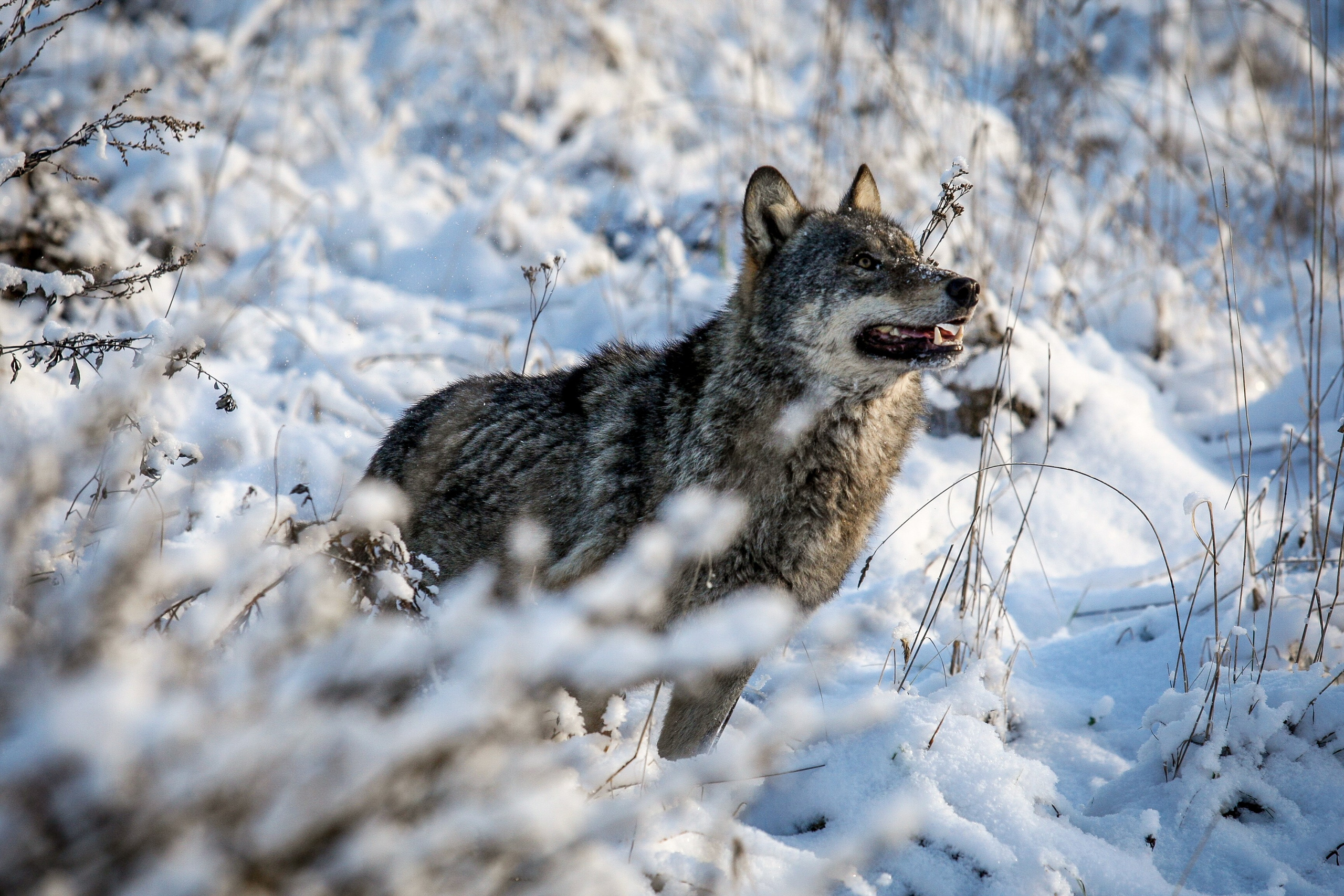 Дмитрий Шамович, эколог, специалист природоохранного заказника, живет на хуторе на северной границе Беларуси, исследует птиц и животных леса, знает их голоса.