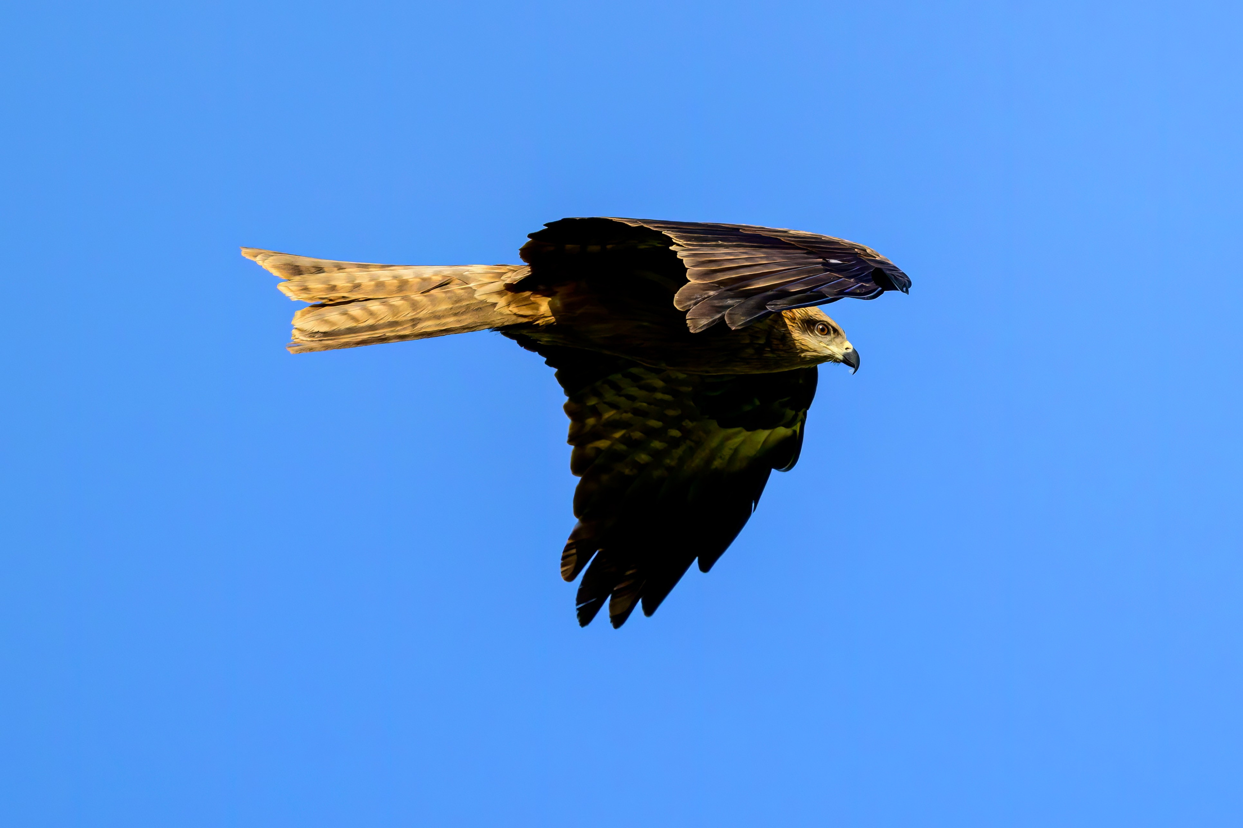Сова в снежную бурю. Wildlife photography by Sergey Puponin