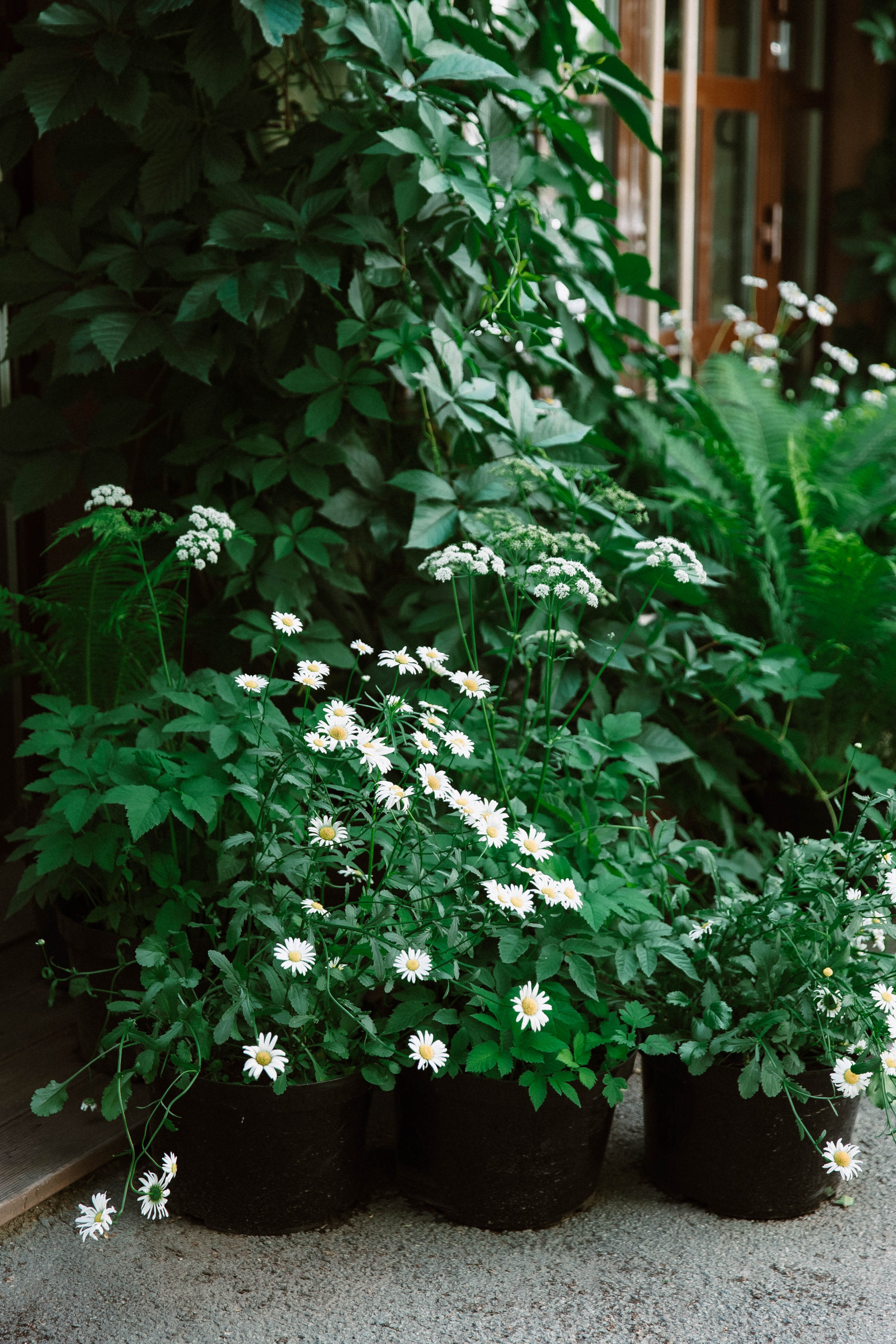 Лето на Советской