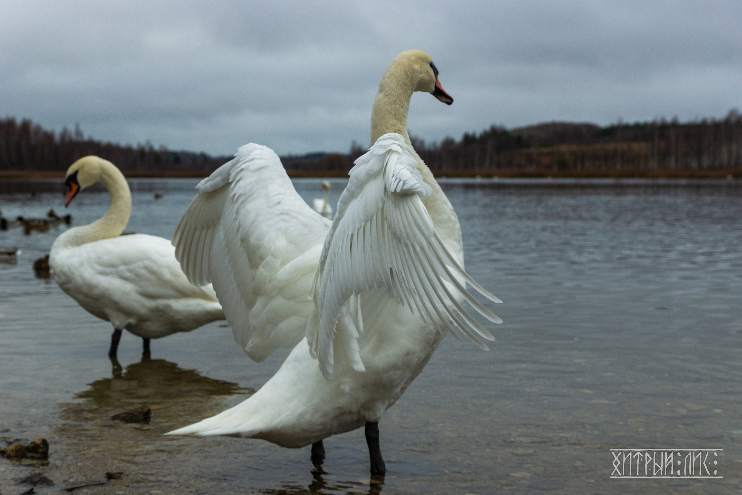 Изборск- Печоры-Псков-Новгород-Торжок. Фотограф-путешественник Самойлов Максим «Sly Fox»