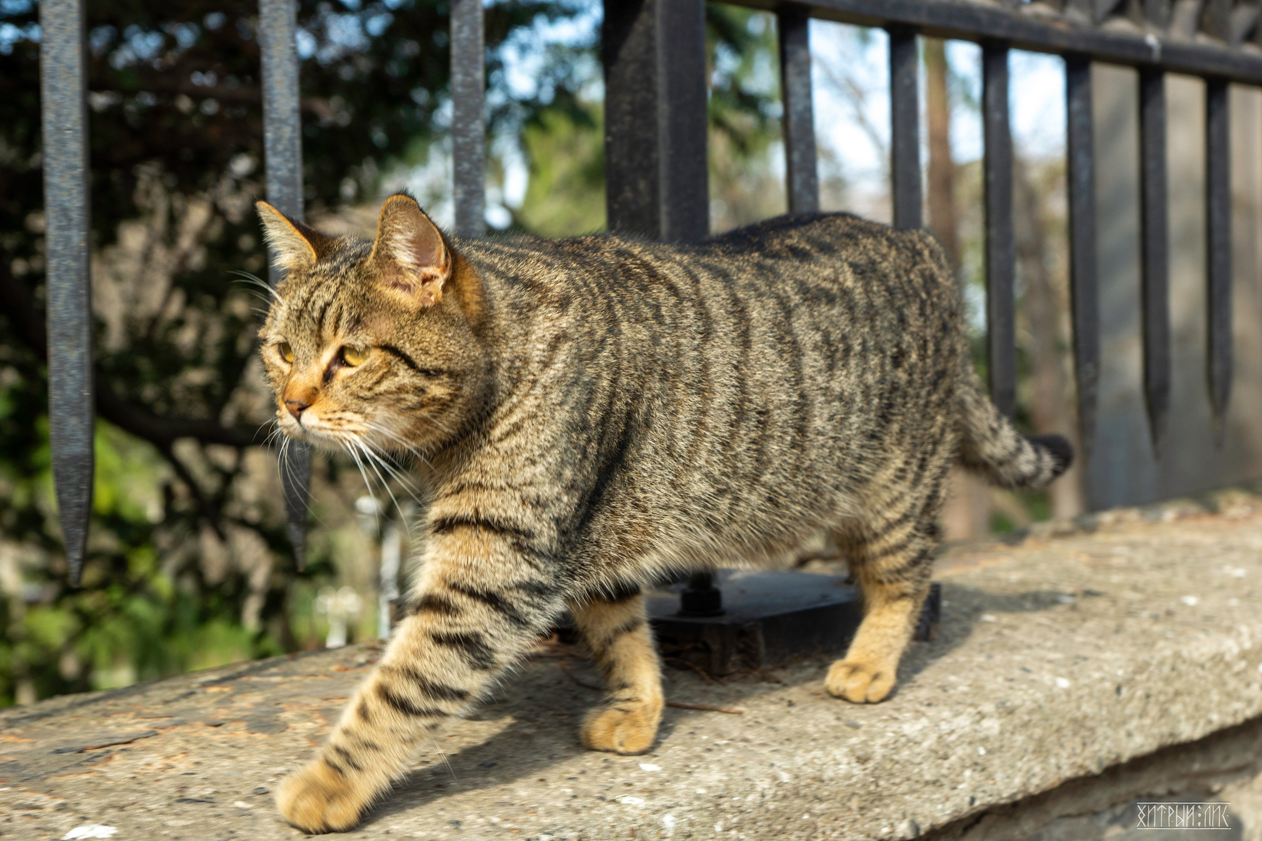 Стамбульские кошки. Фотограф-путешественник Самойлов Максим «Sly Fox»