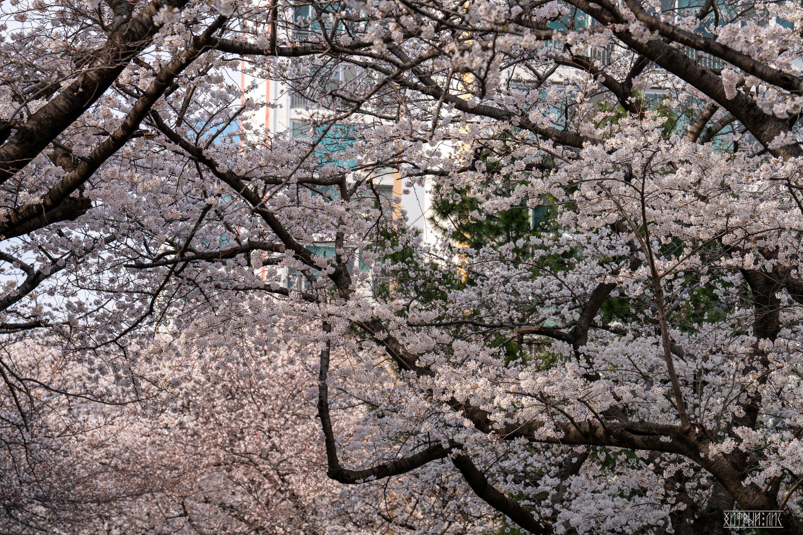Южная Корея. Фотограф-путешественник Самойлов Максим «Sly Fox»