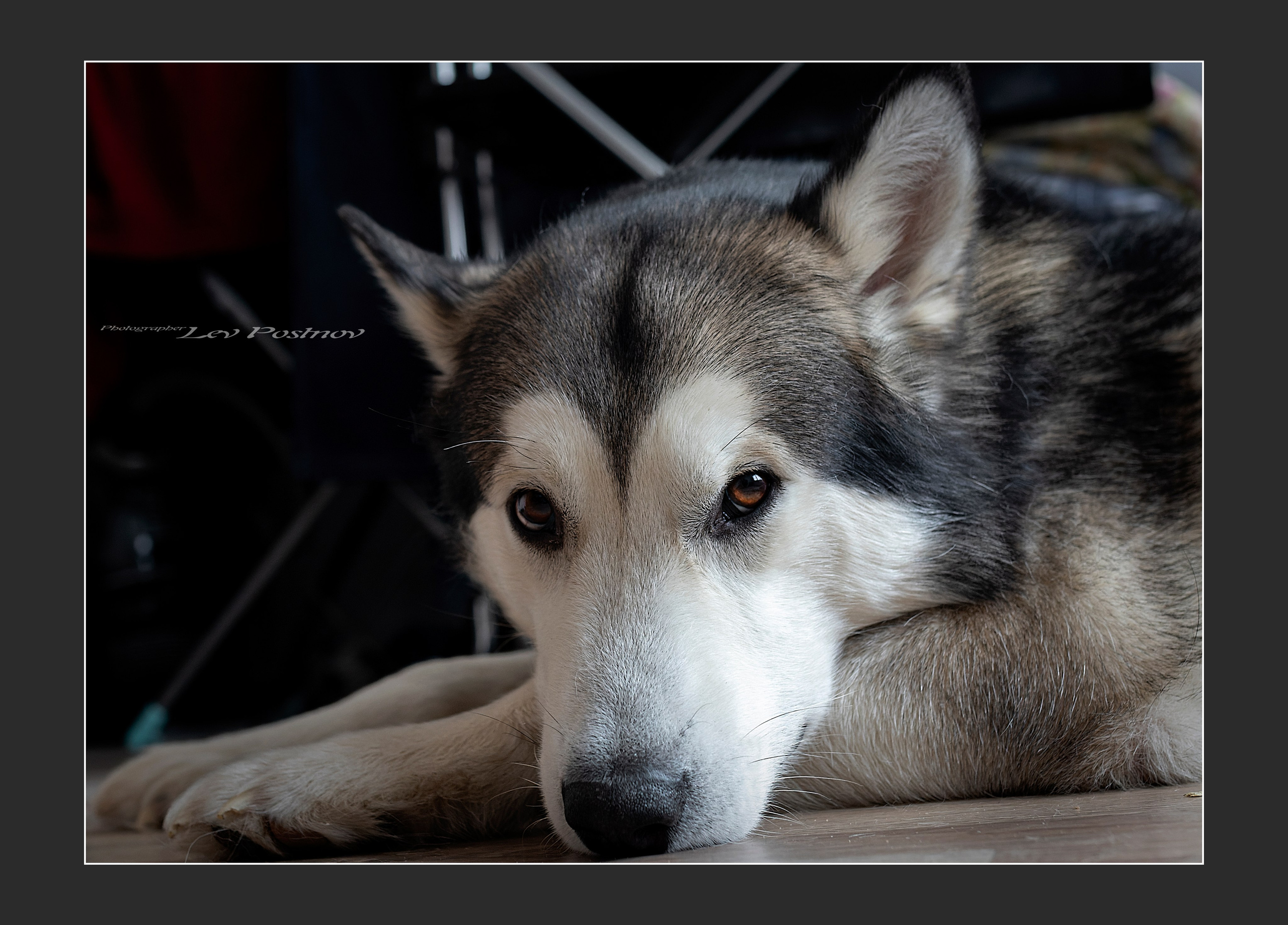 Мои маламуты.Ярик. Лев Постнов.Фотограф. Нижний Новгород