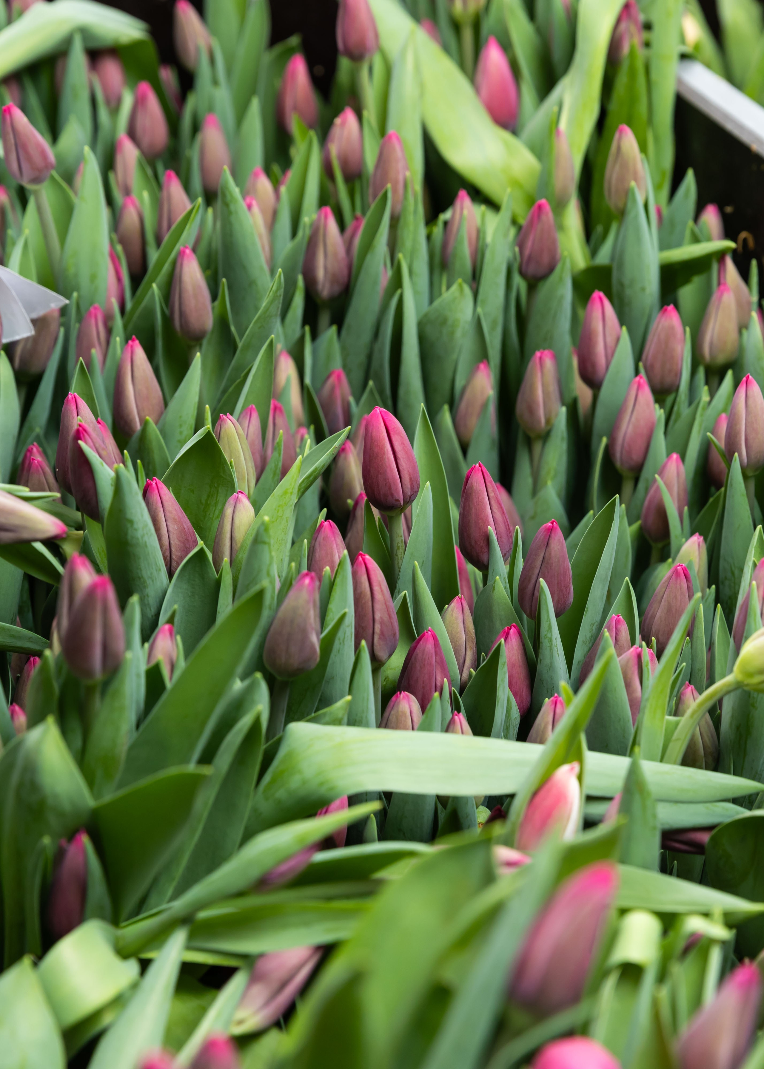 ЦВЕТЫ. ФОТОГРАФ ВИНОГРАДОВА ДАРЬЯ