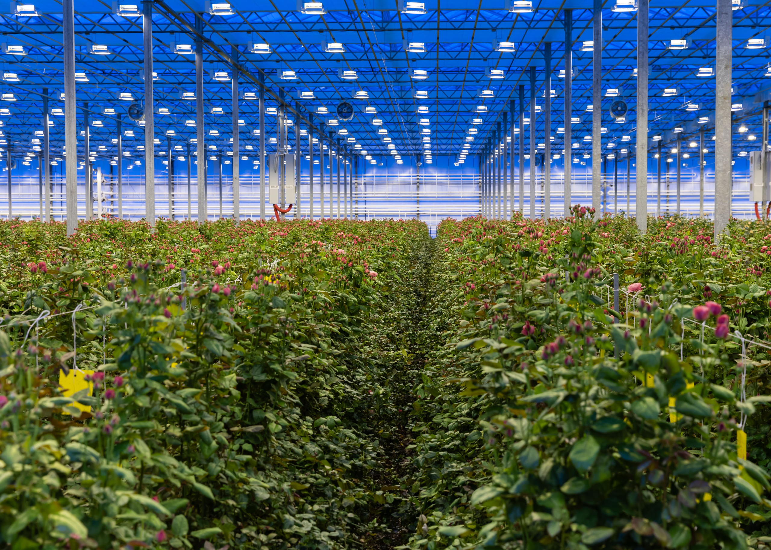 26.02.2026 Цветополис. ФОТОГРАФ ВИНОГРАДОВА ДАРЬЯ