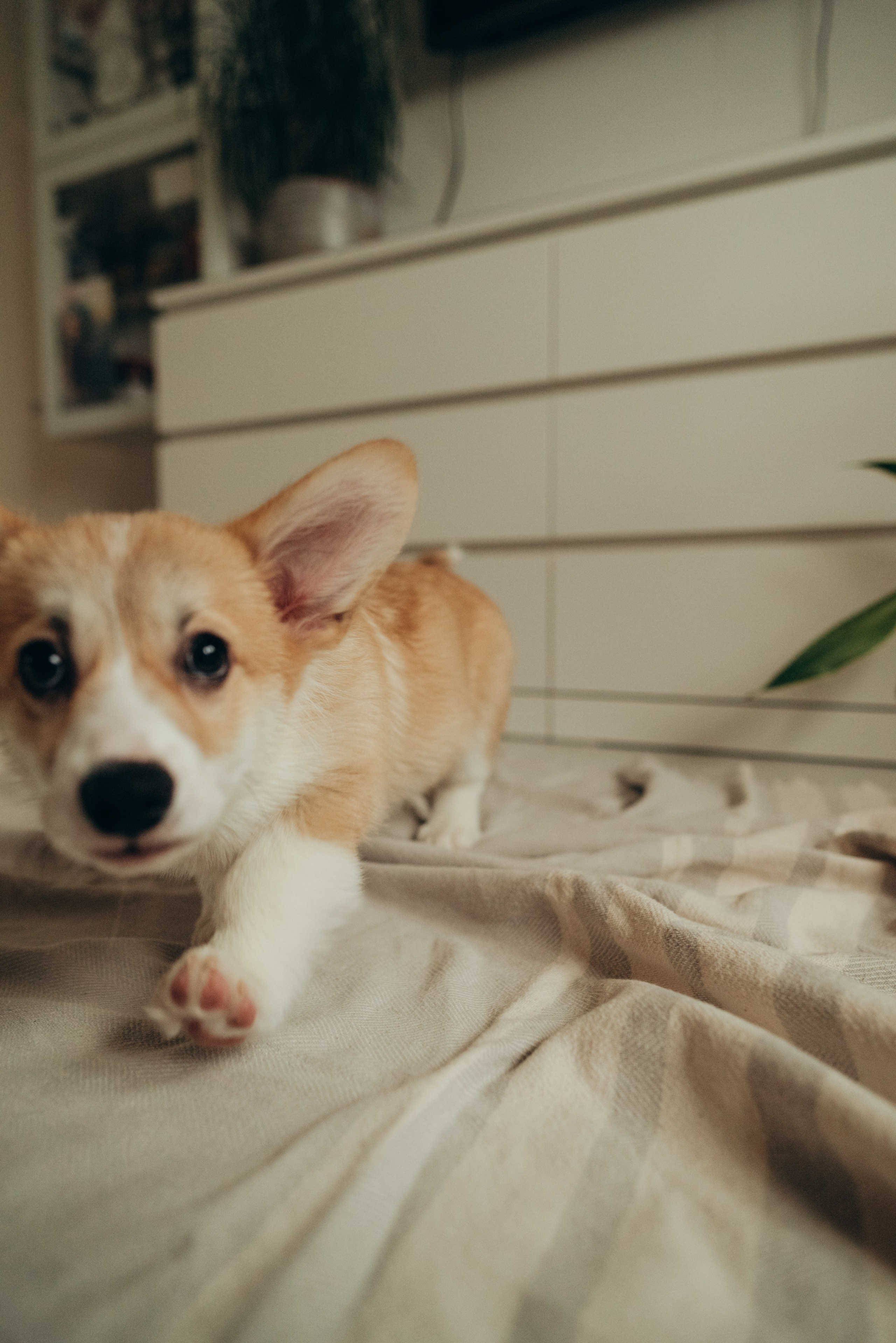 Домашняя. Семейный фотограф в Москве Люберцах Ирина Вронская