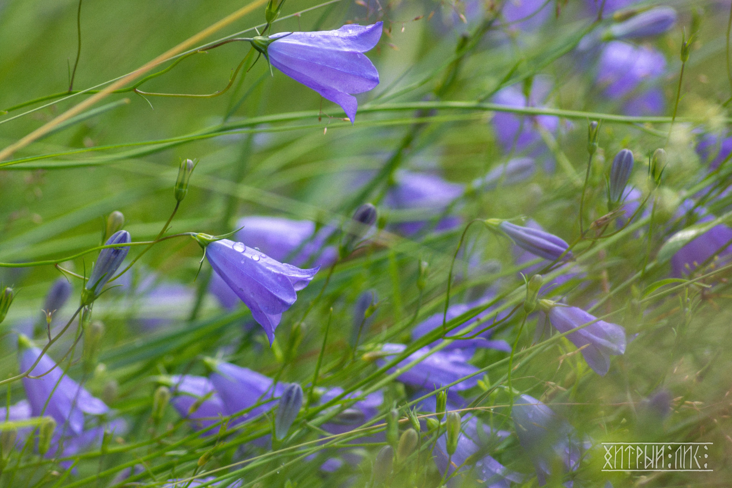 Беларусь. Фотограф-путешественник Самойлов Максим «Sly Fox»