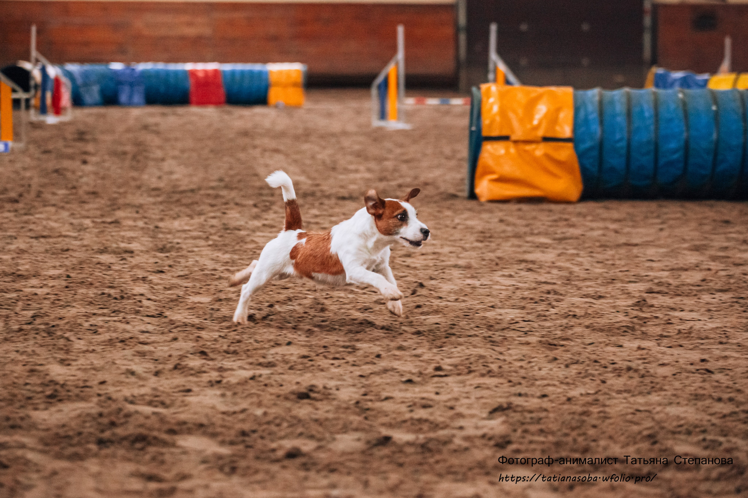 Соревнования по Аджилити 25.02.2024. Фотограф-анималист Татьяна Степанова