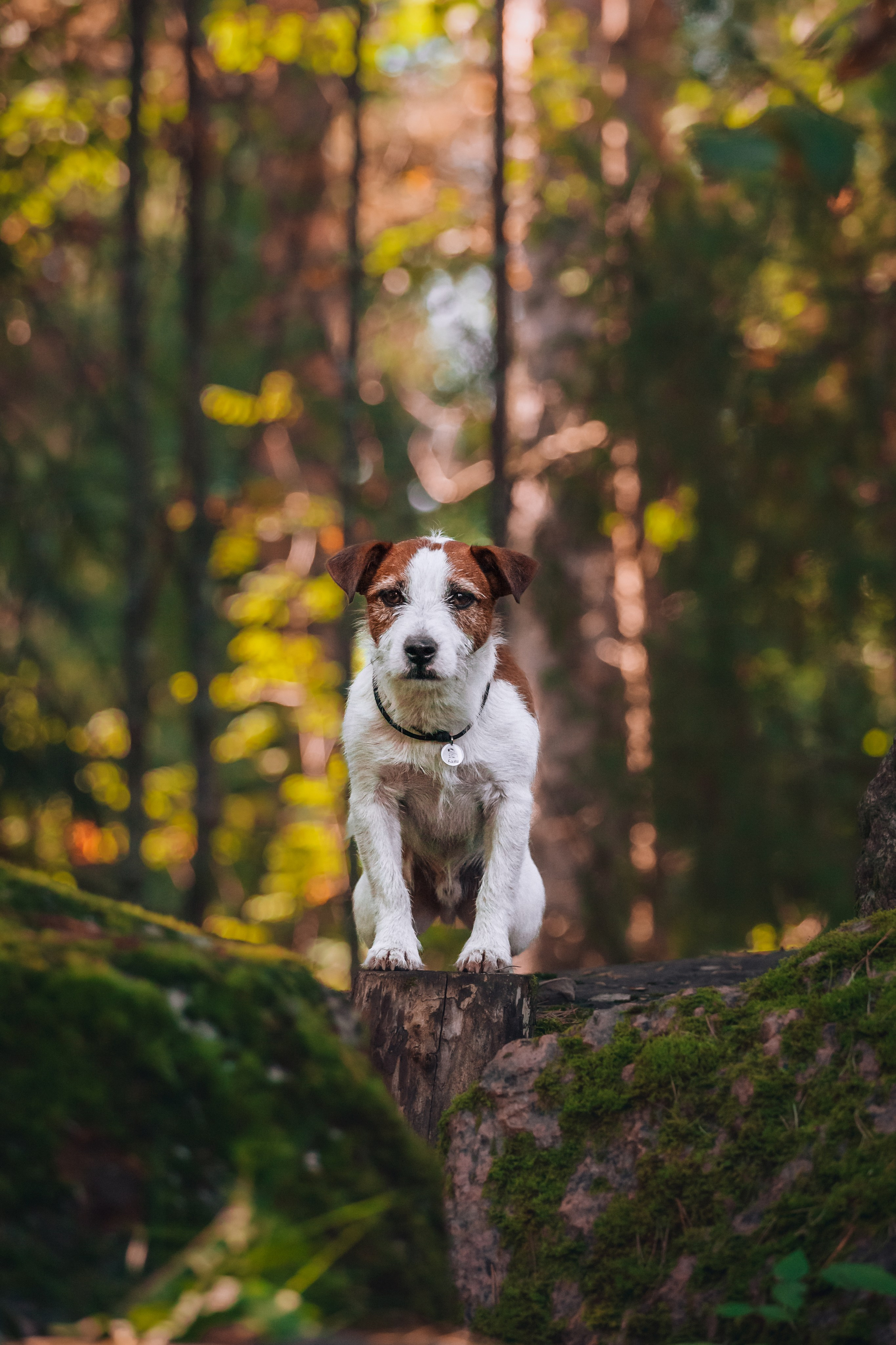 Фотопрогулка в Ленобласти. Фотограф-анималист Татьяна Степанова