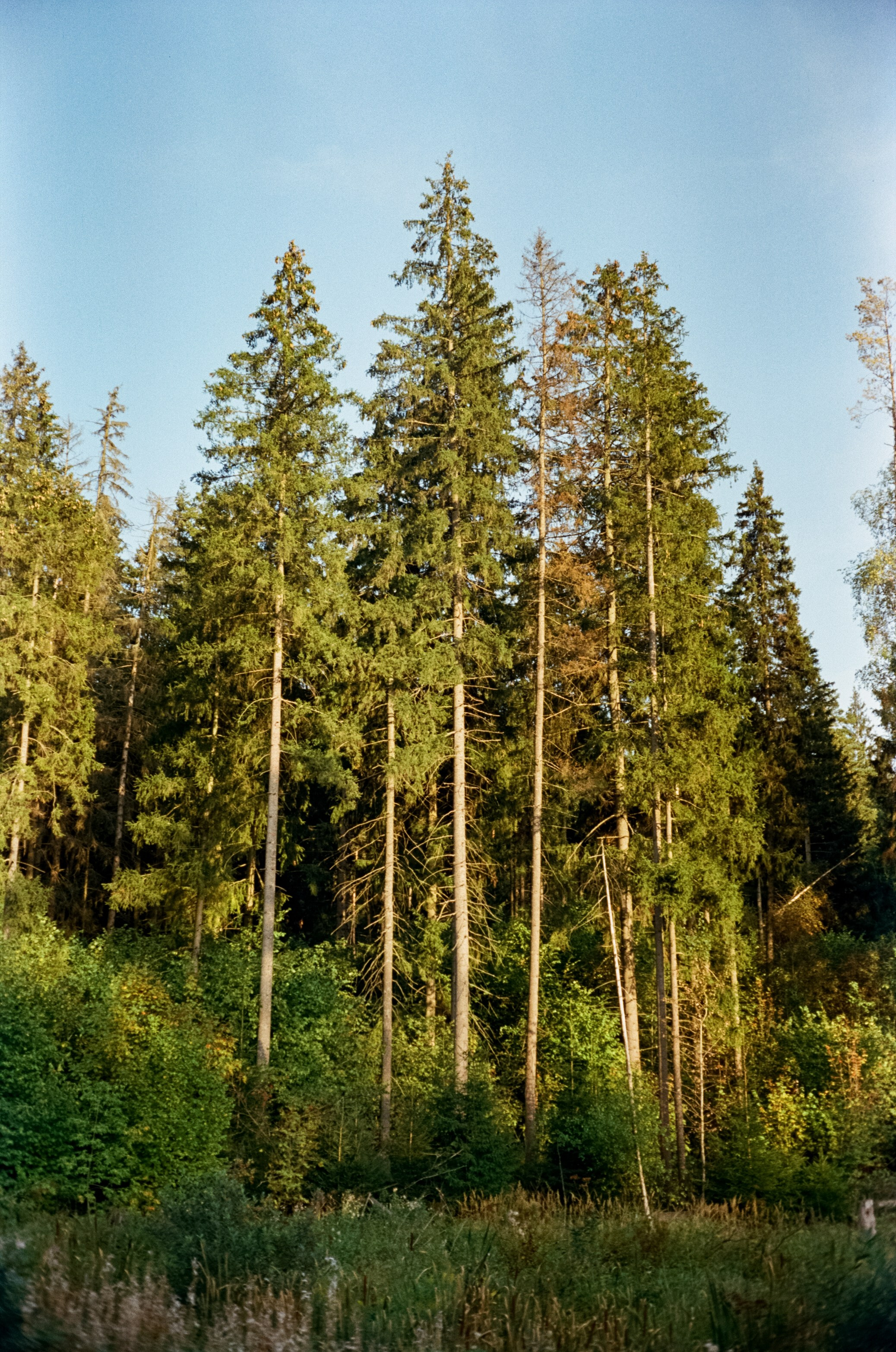 Minolta Hi-Matic 7SII примеры фотографий