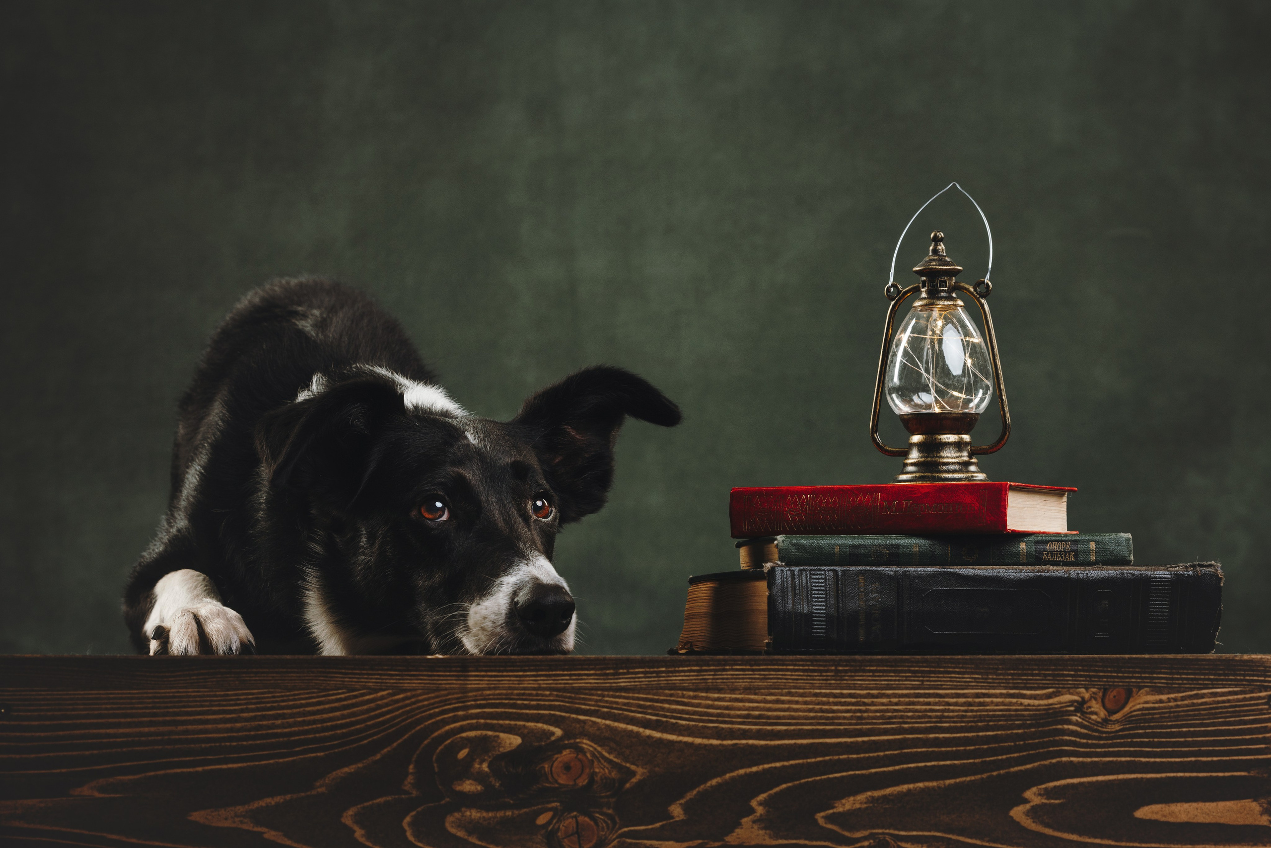 Бордер-колли. Фотограф анималист Осипчикова Мария