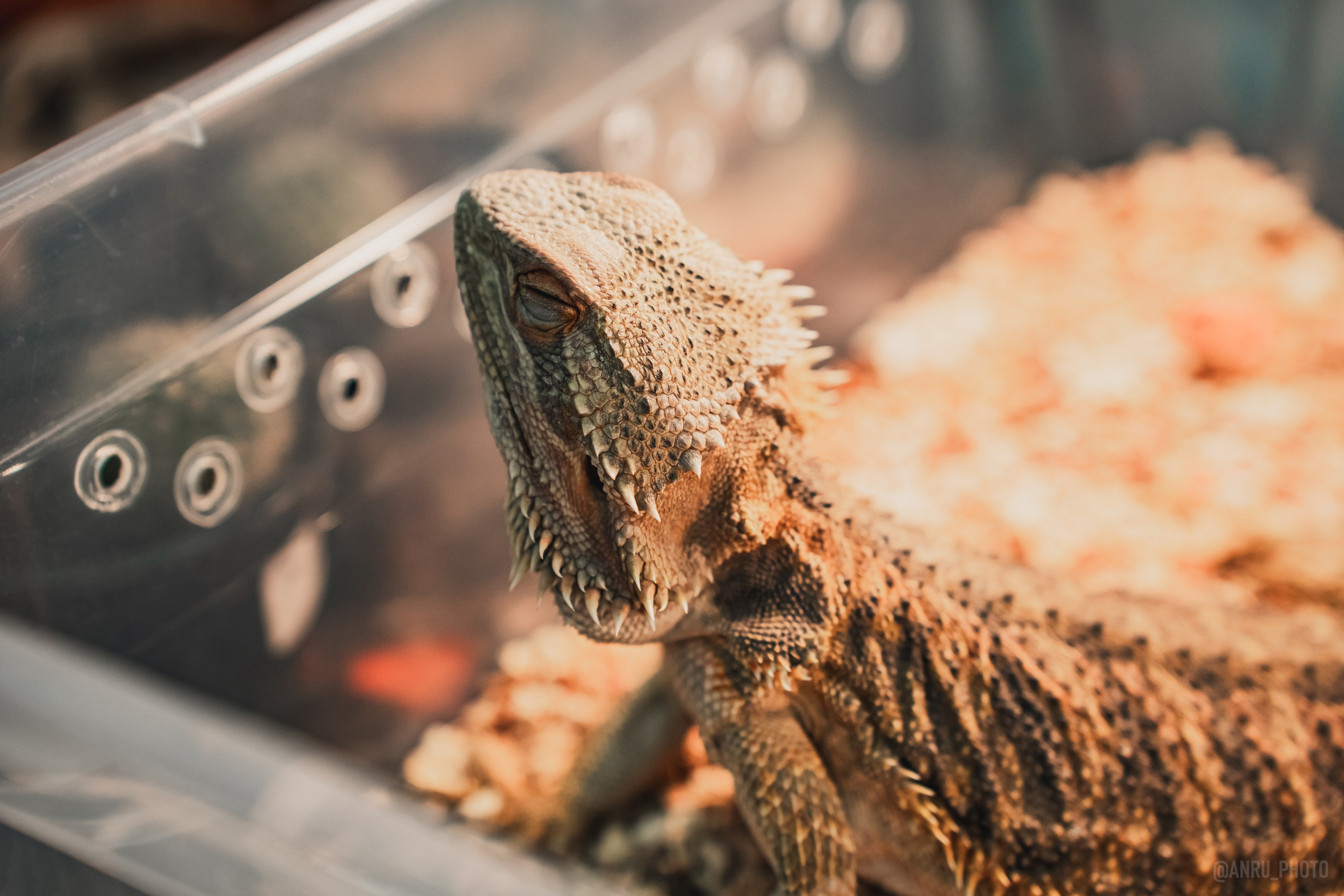 Fox Family fest. Репортажный фотограф Анастасия Рубцова