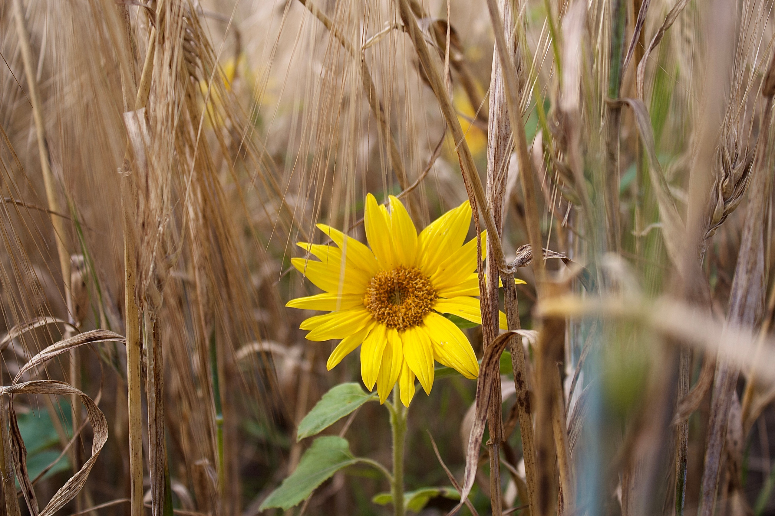 Флористическая. KUPINИ | ФОТО — сайт портфолио по мультижанровой съёмке | фотограф Сергей Мар
