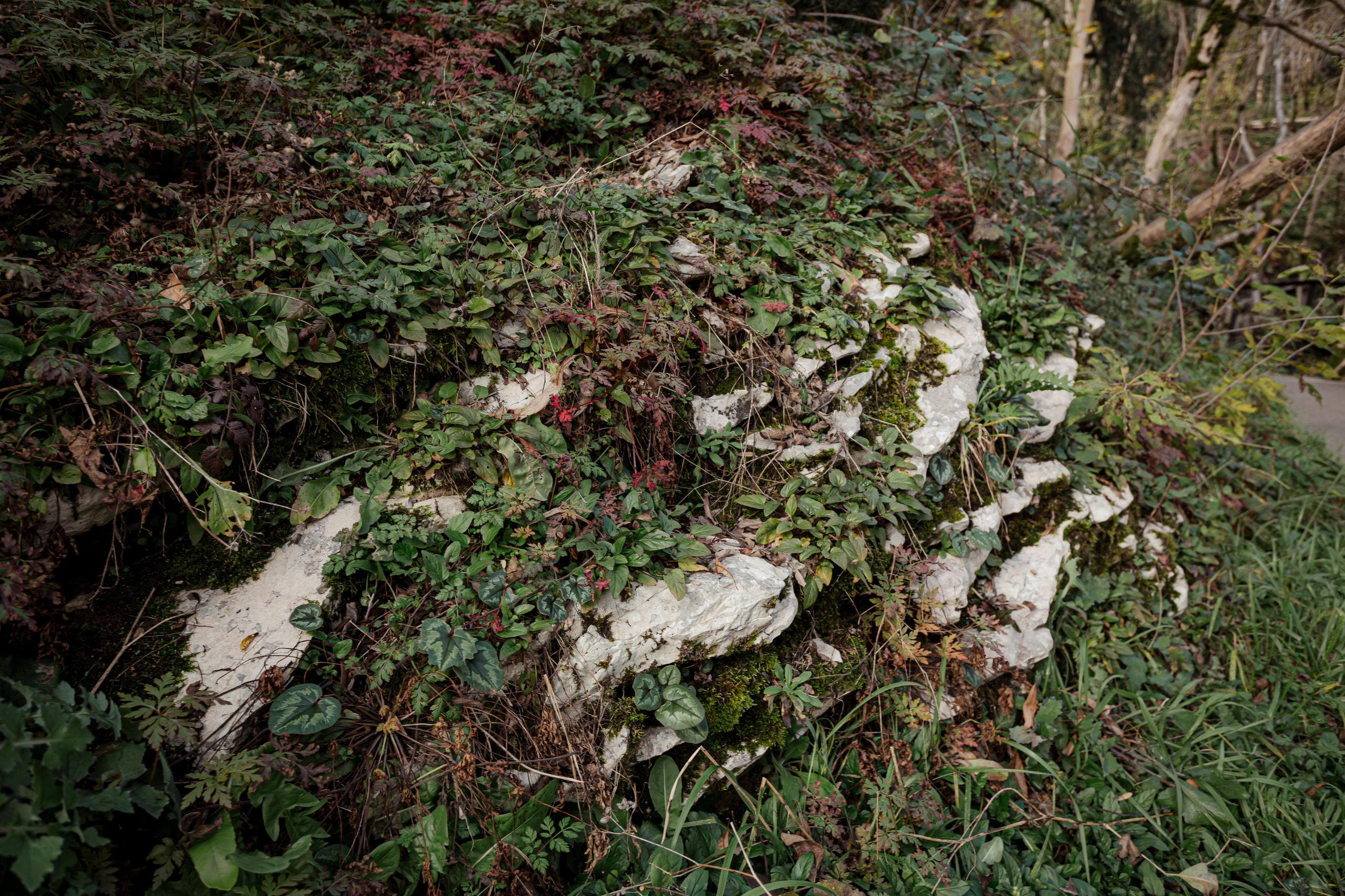 Тисо-самшитовая роща. Photographer Sonkina Tatiana (Tanya Ash)