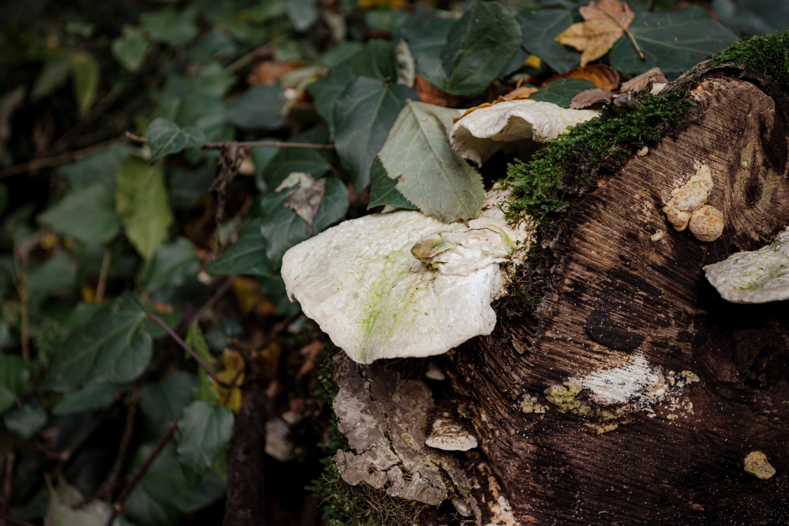 Тисо-самшитовая роща. Photographer Sonkina Tatiana (Tanya Ash)