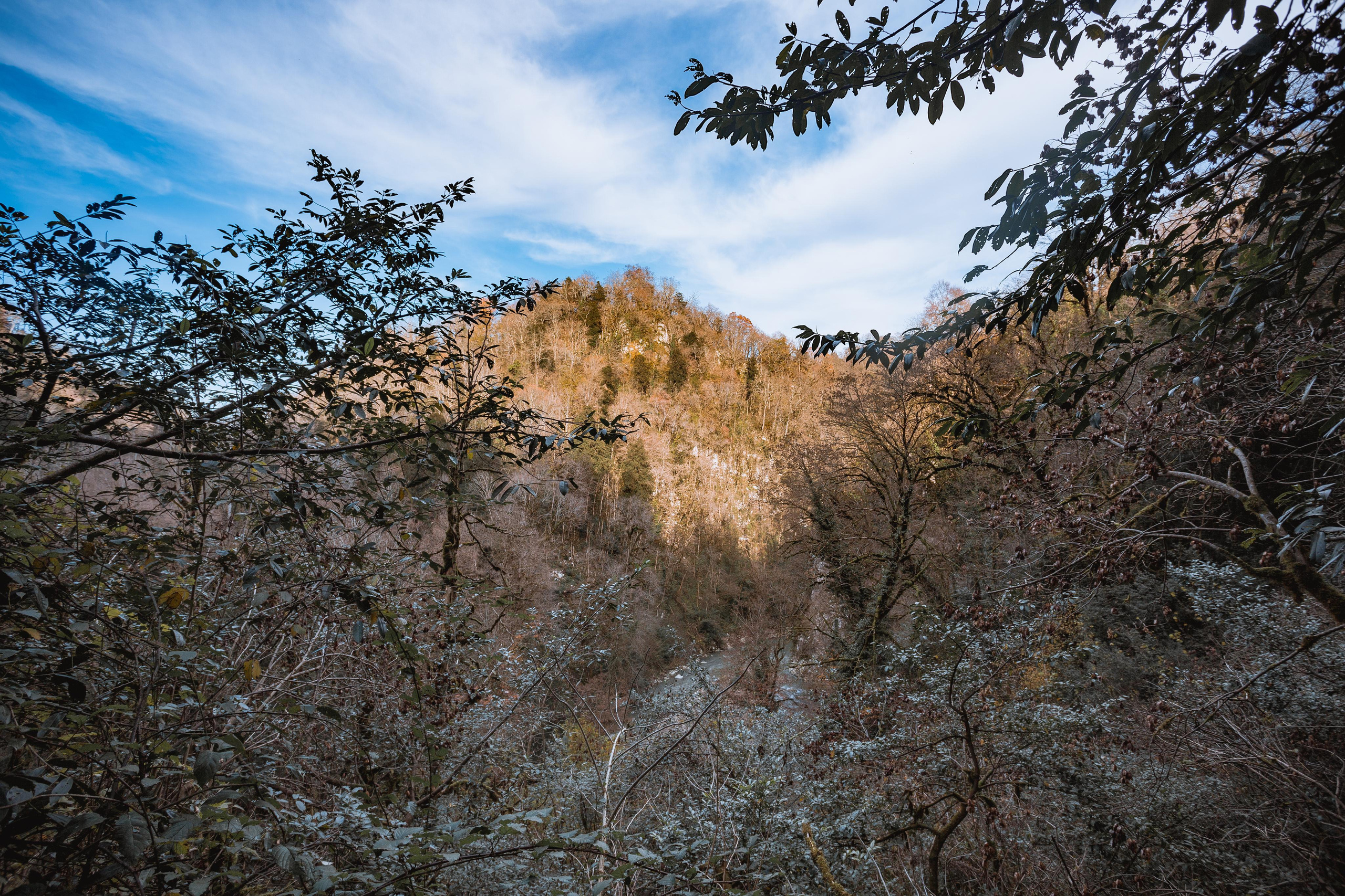 Тисо-самшитовая роща. Photographer Sonkina Tatiana (Tanya Ash)