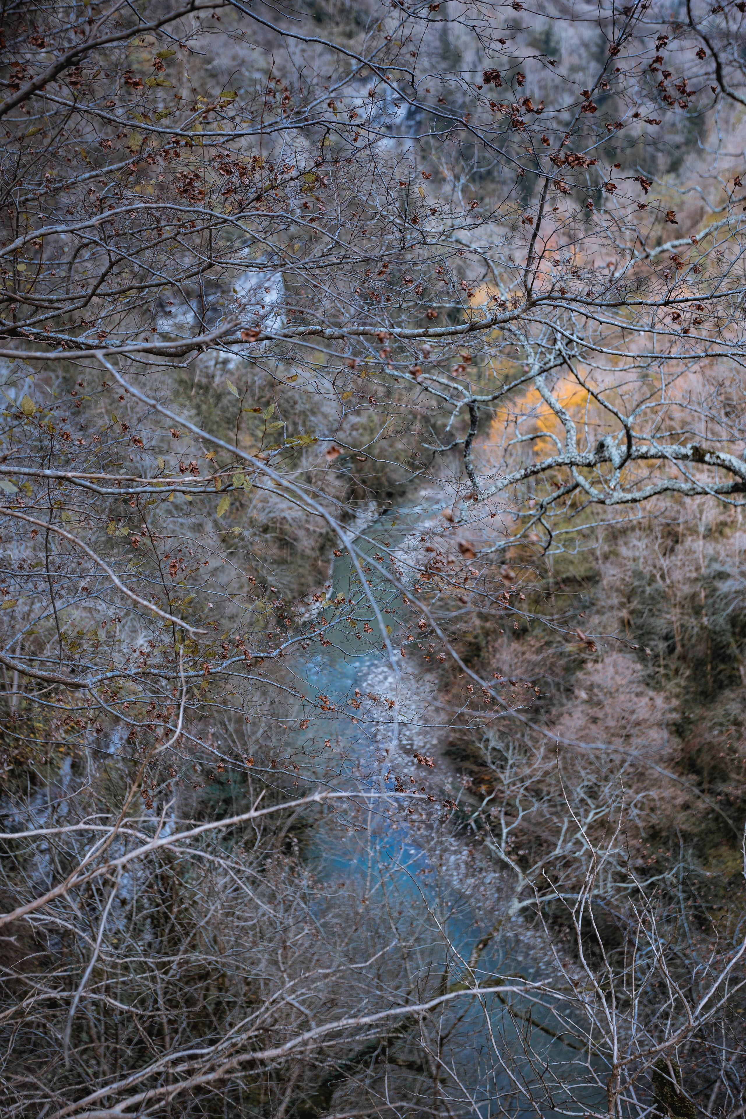 Тисо-самшитовая роща. Photographer Sonkina Tatiana (Tanya Ash)