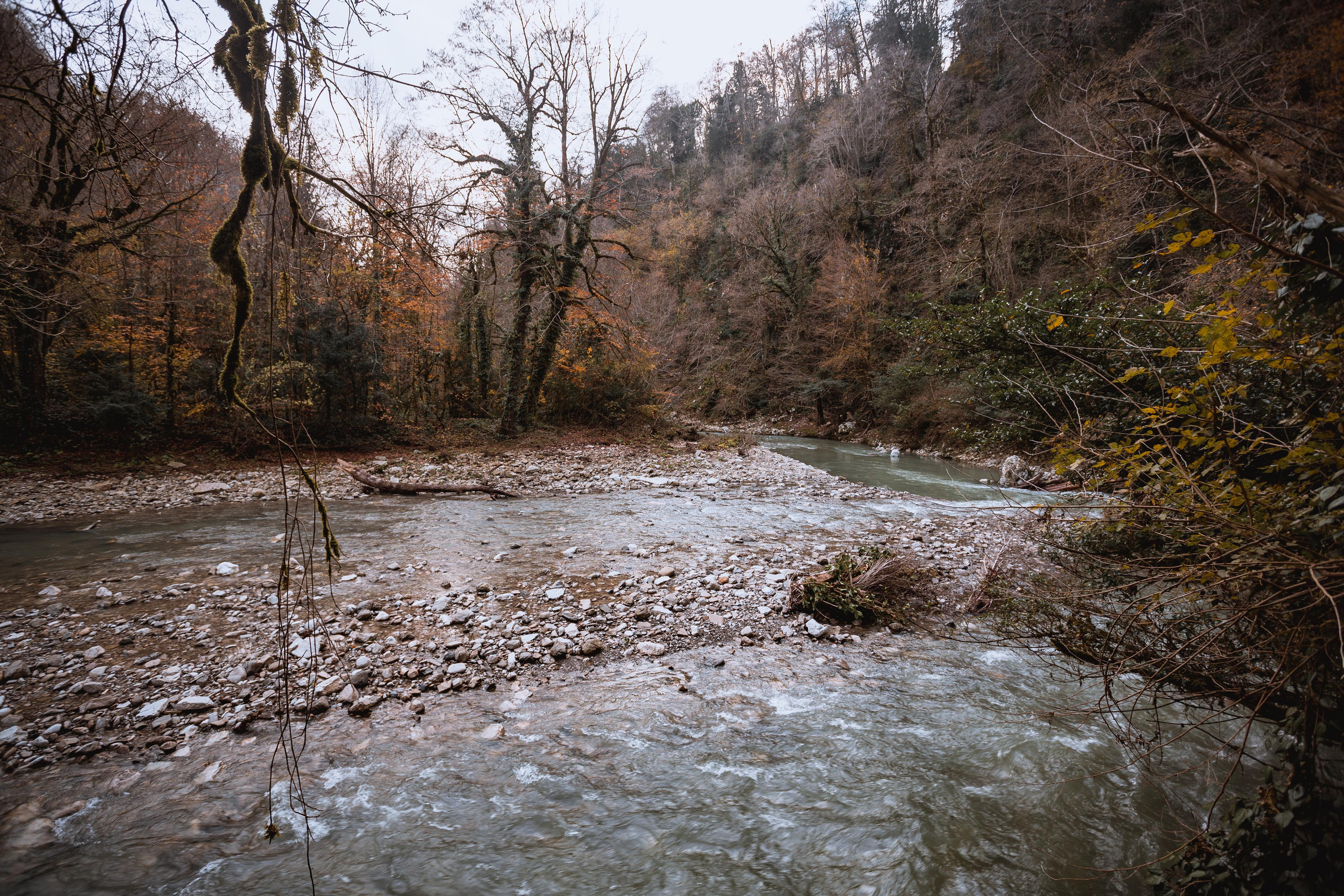 Тисо-самшитовая роща. Photographer Sonkina Tatiana (Tanya Ash)