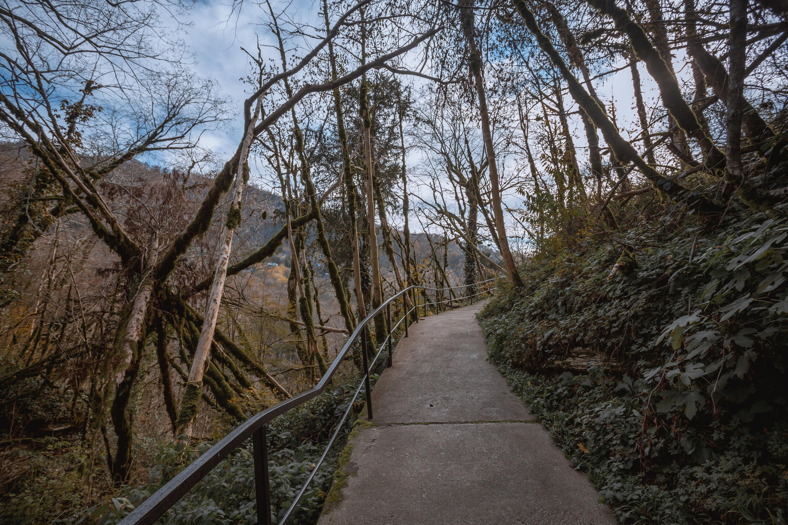 Тисо-самшитовая роща. Photographer Sonkina Tatiana (Tanya Ash)