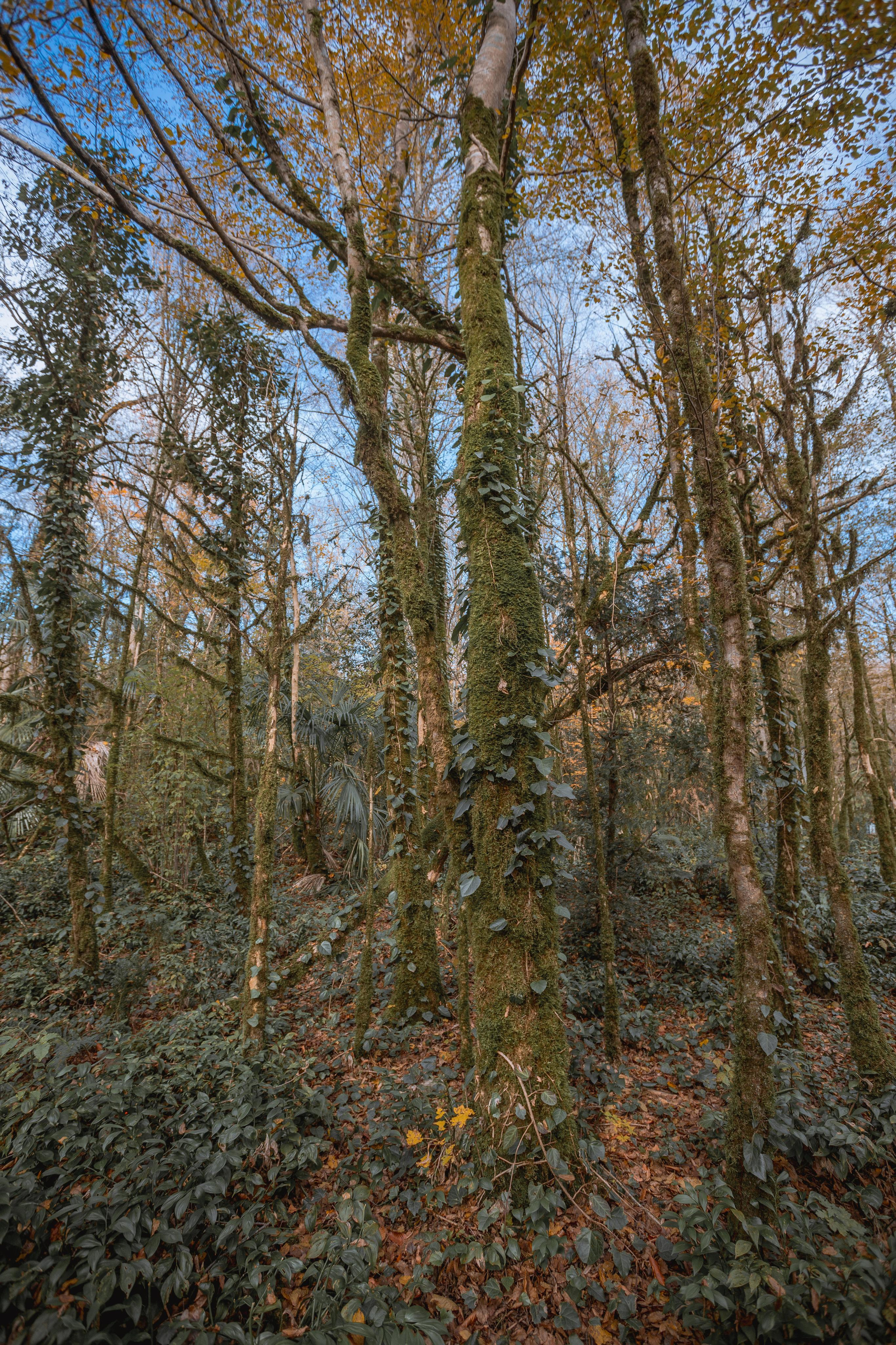 Тисо-самшитовая роща. Photographer Sonkina Tatiana (Tanya Ash)