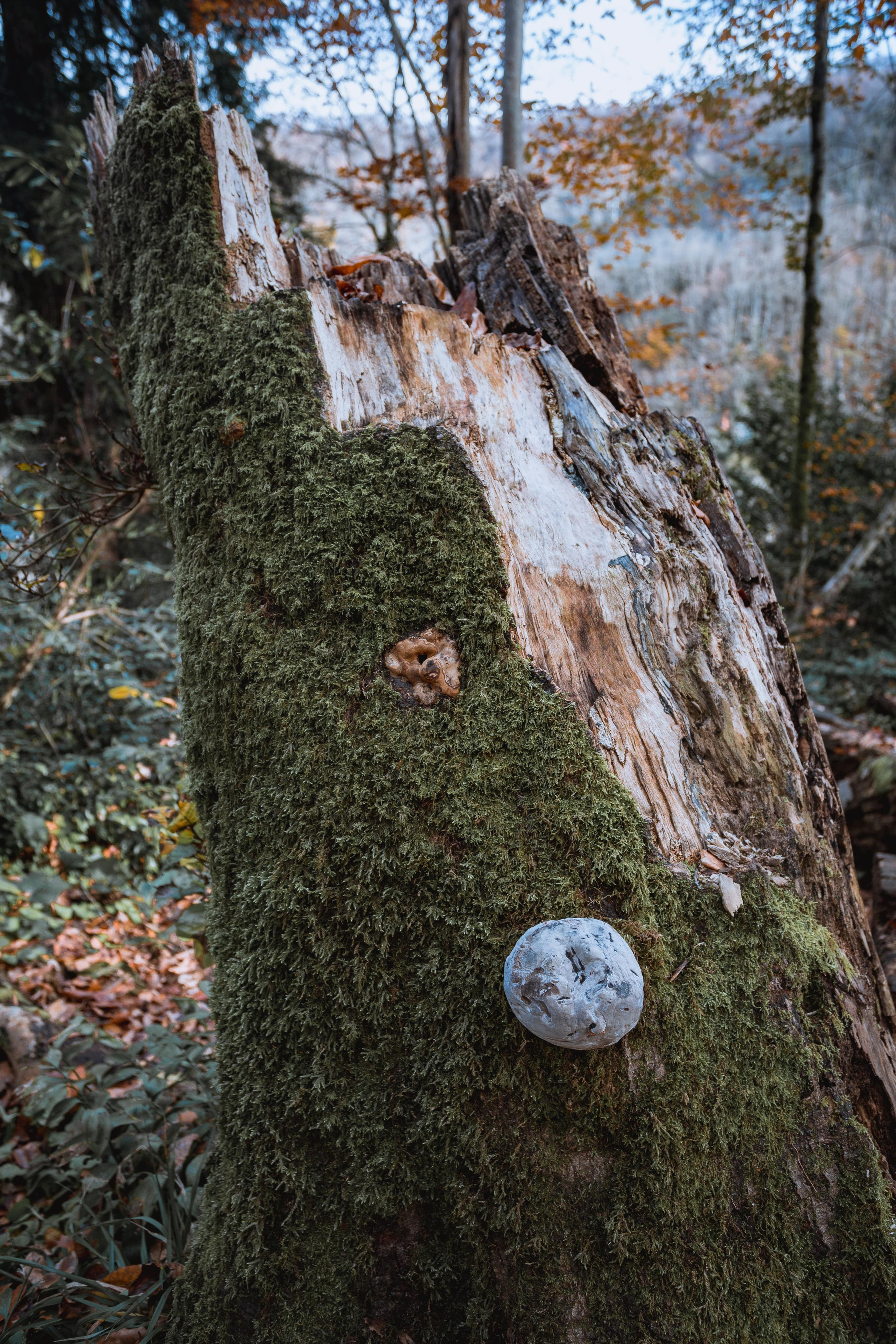 Тисо-самшитовая роща. Photographer Sonkina Tatiana (Tanya Ash)