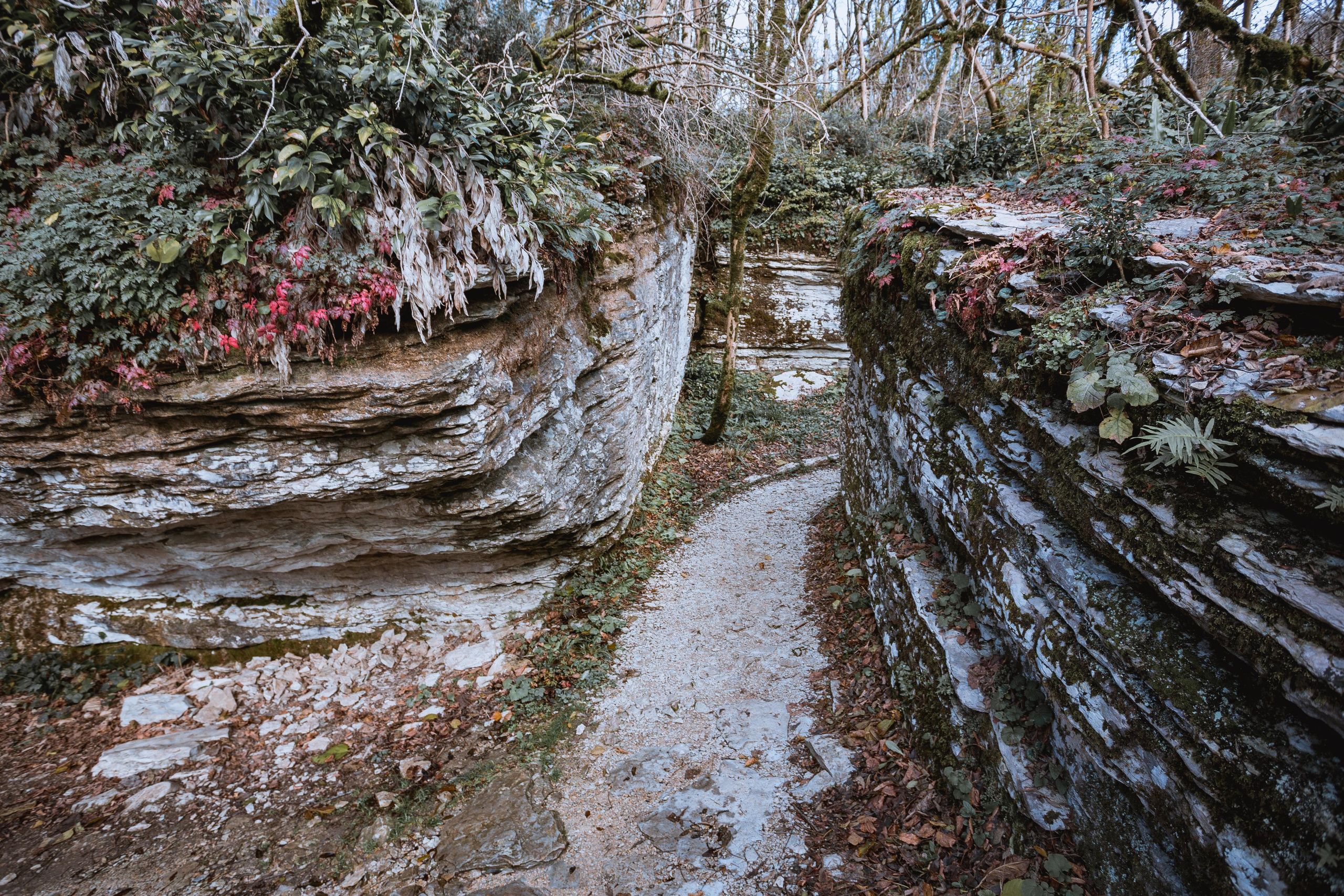 Тисо-самшитовая роща. Photographer Sonkina Tatiana (Tanya Ash)