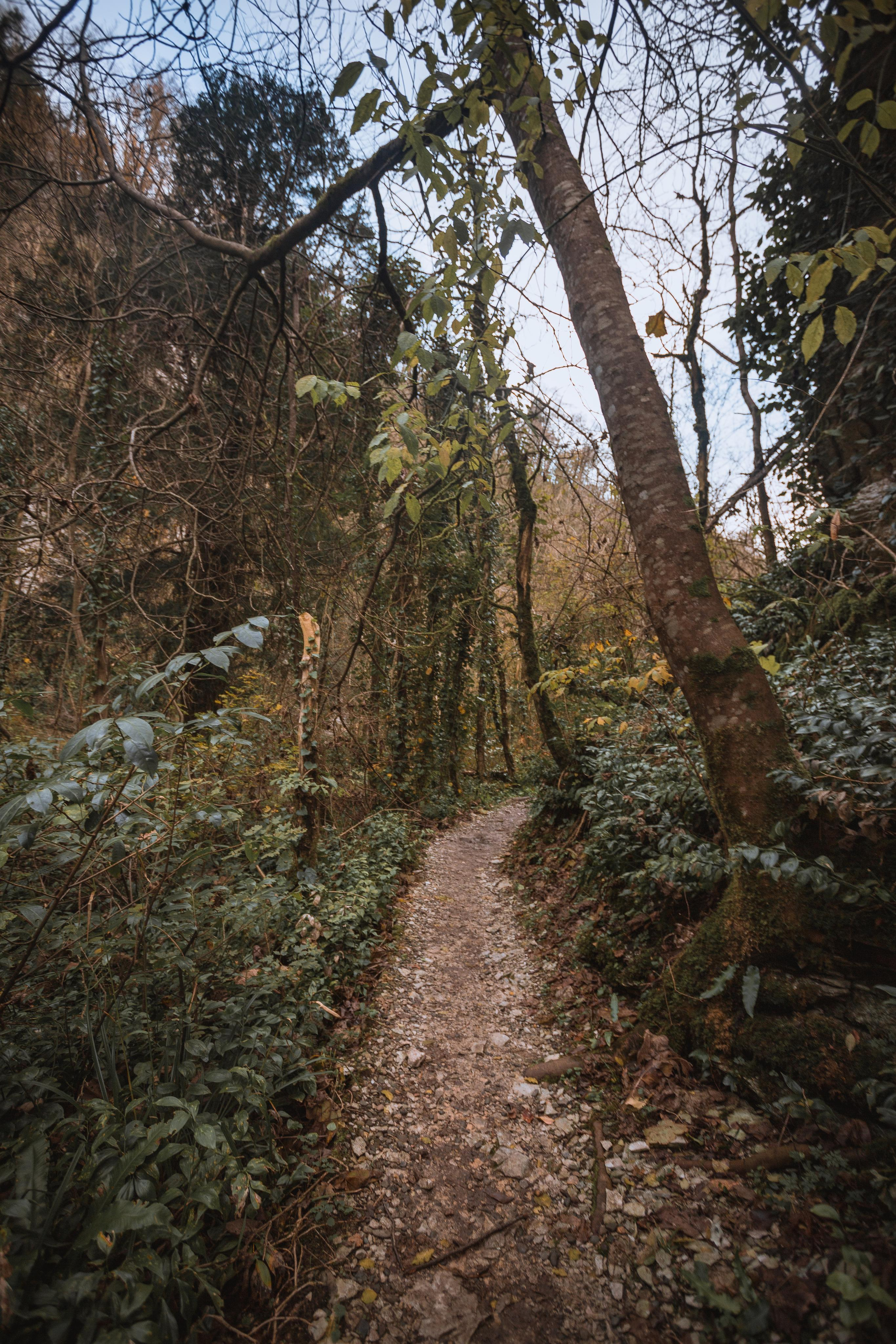 Тисо-самшитовая роща. Photographer Sonkina Tatiana (Tanya Ash)