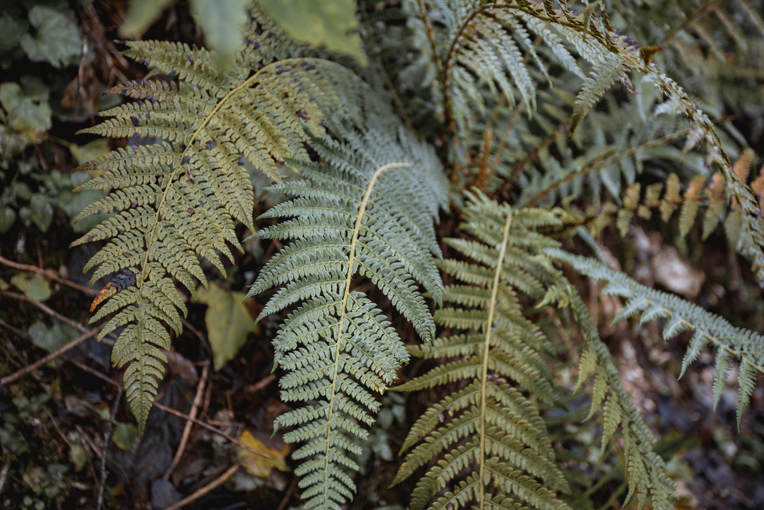 Тисо-самшитовая роща. Photographer Sonkina Tatiana (Tanya Ash)