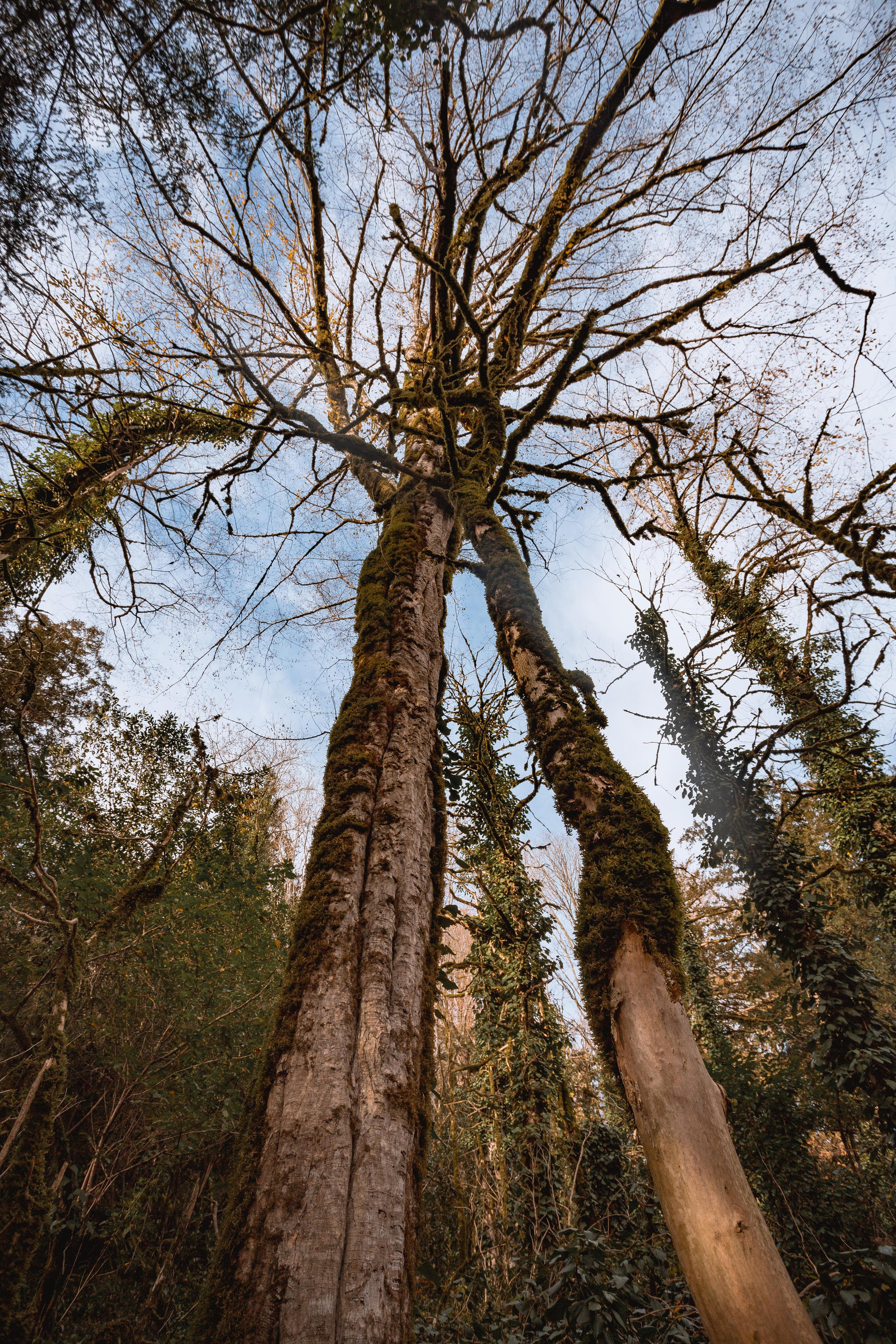 Тисо-самшитовая роща. Photographer Sonkina Tatiana (Tanya Ash)