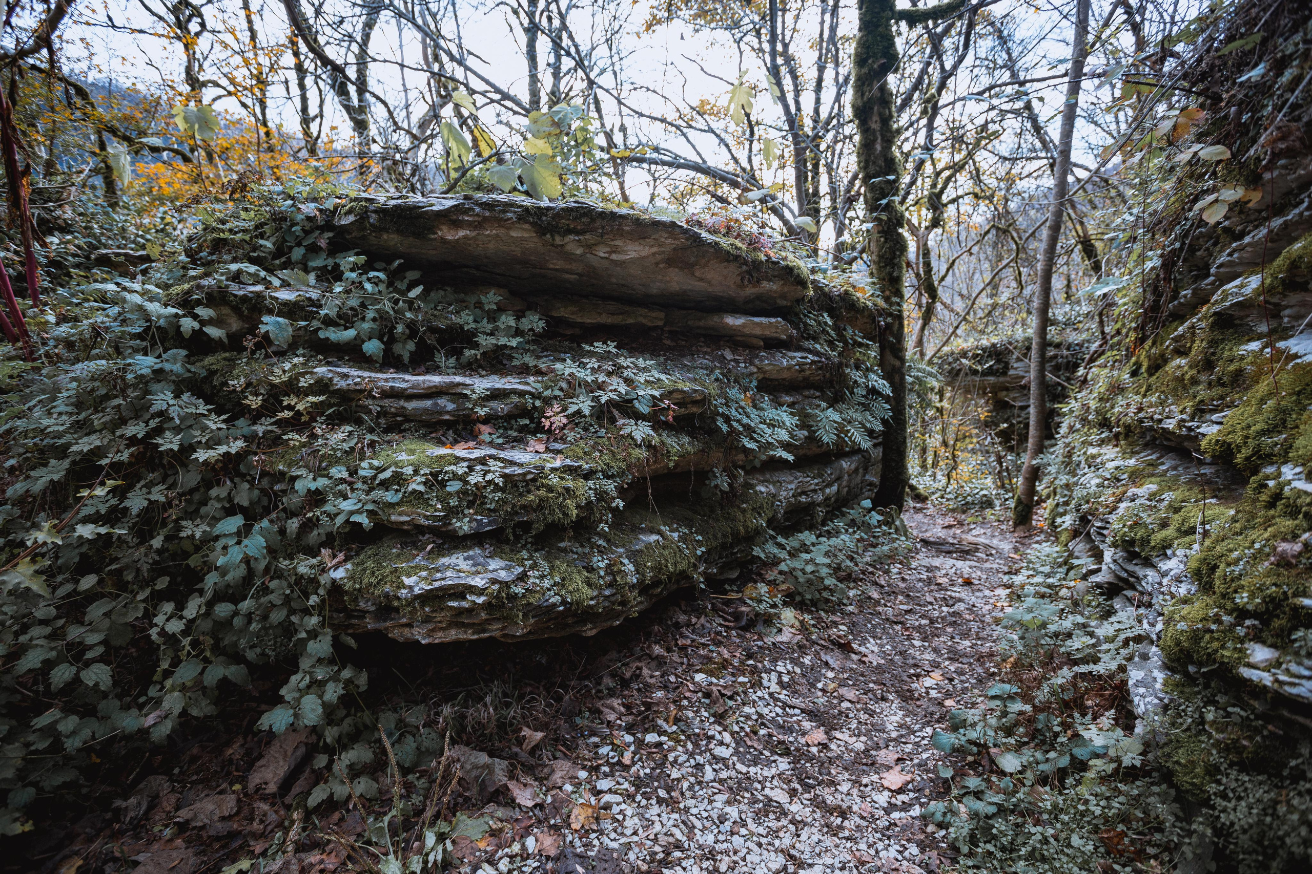 Тисо-самшитовая роща. Photographer Sonkina Tatiana (Tanya Ash)