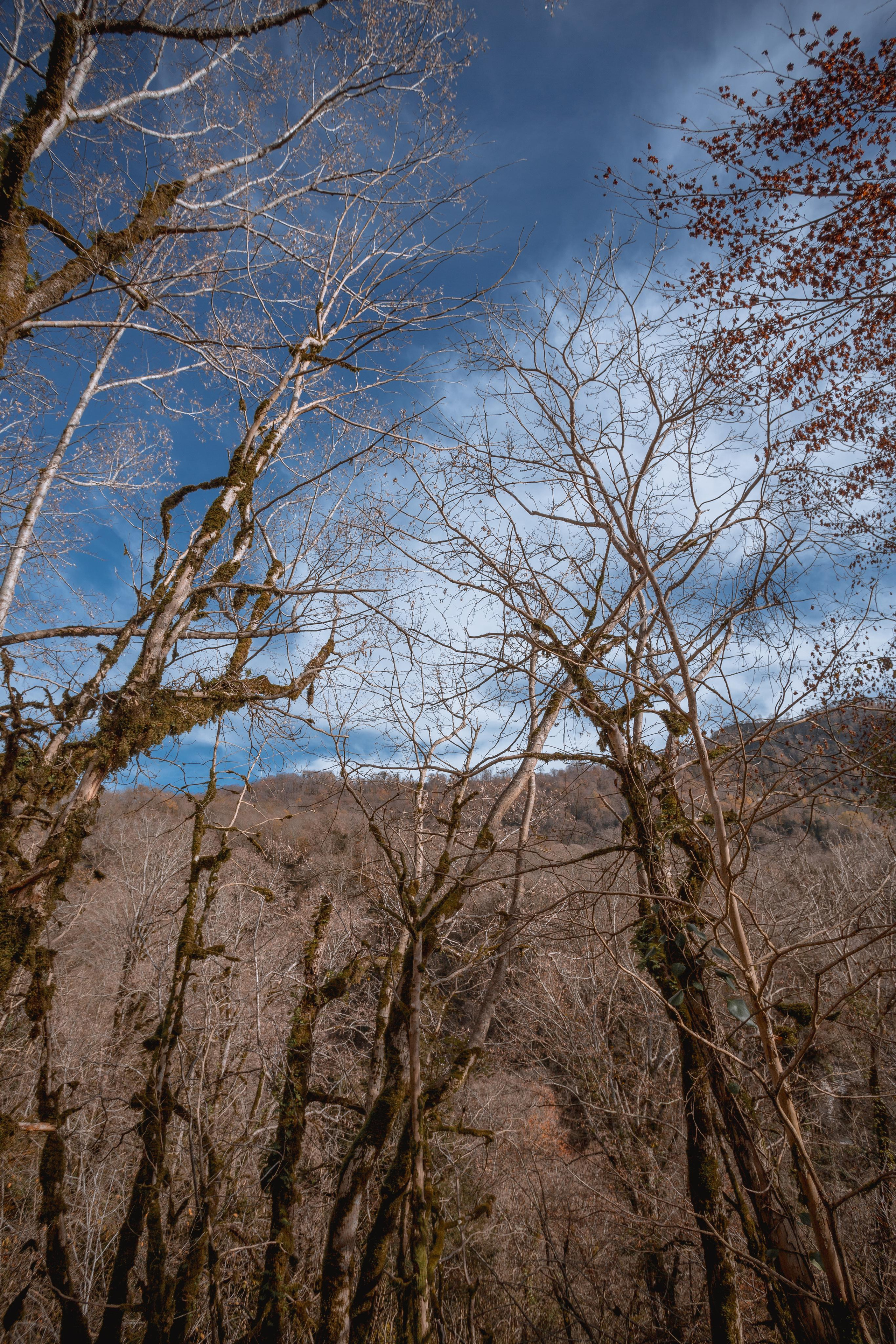 Тисо-самшитовая роща. Photographer Sonkina Tatiana (Tanya Ash)