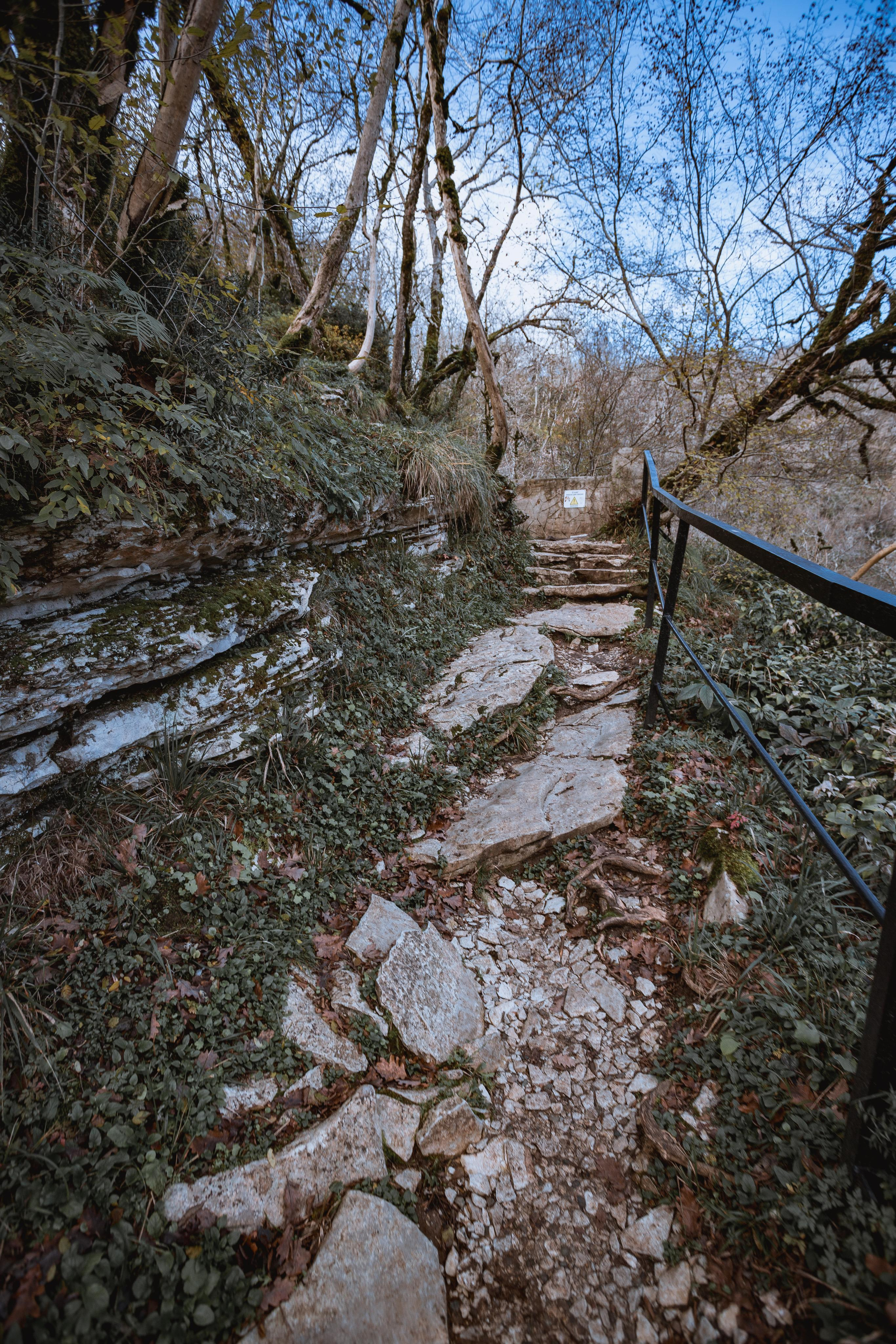 Тисо-самшитовая роща. Photographer Sonkina Tatiana (Tanya Ash)
