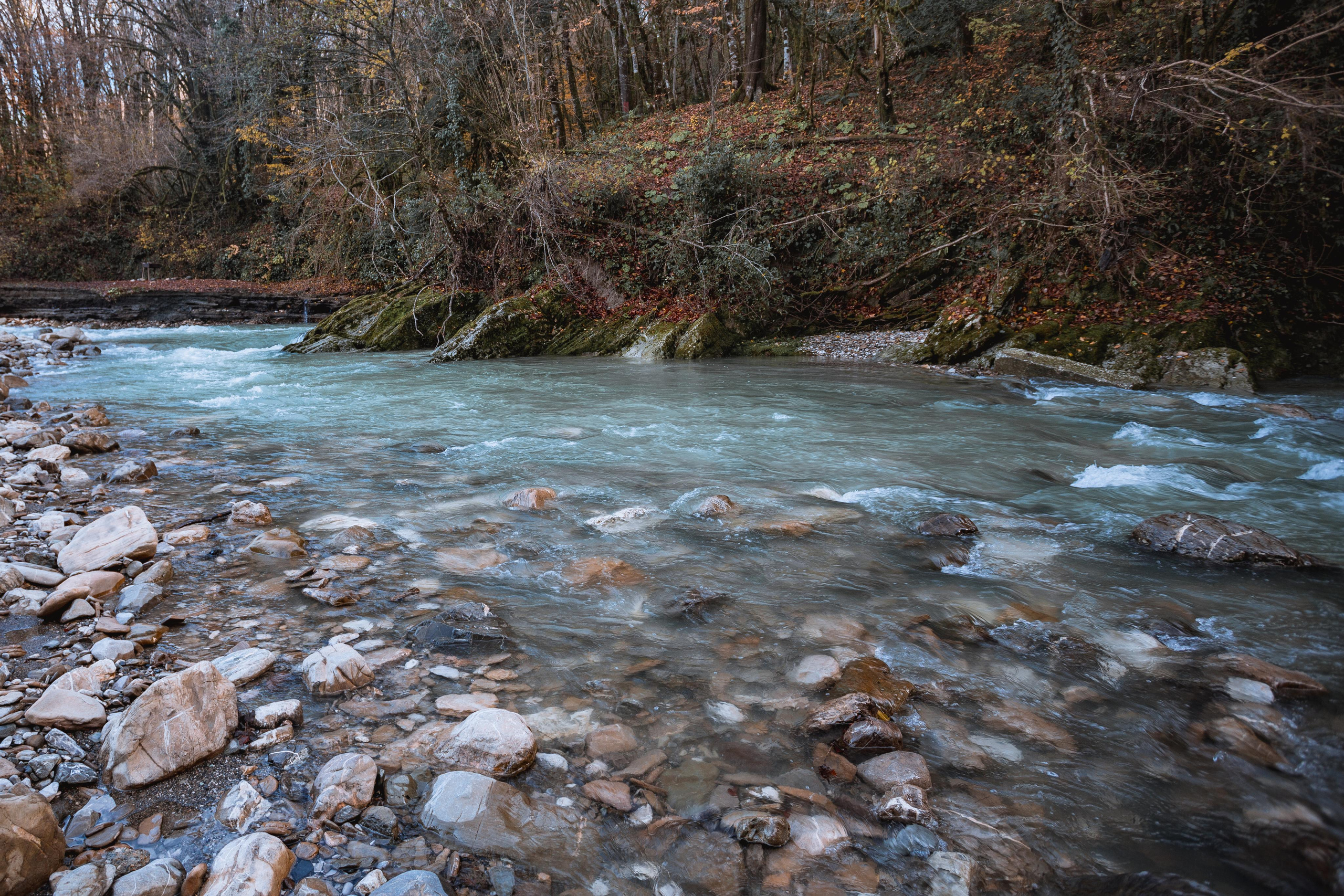 Тисо-самшитовая роща. Photographer Sonkina Tatiana (Tanya Ash)