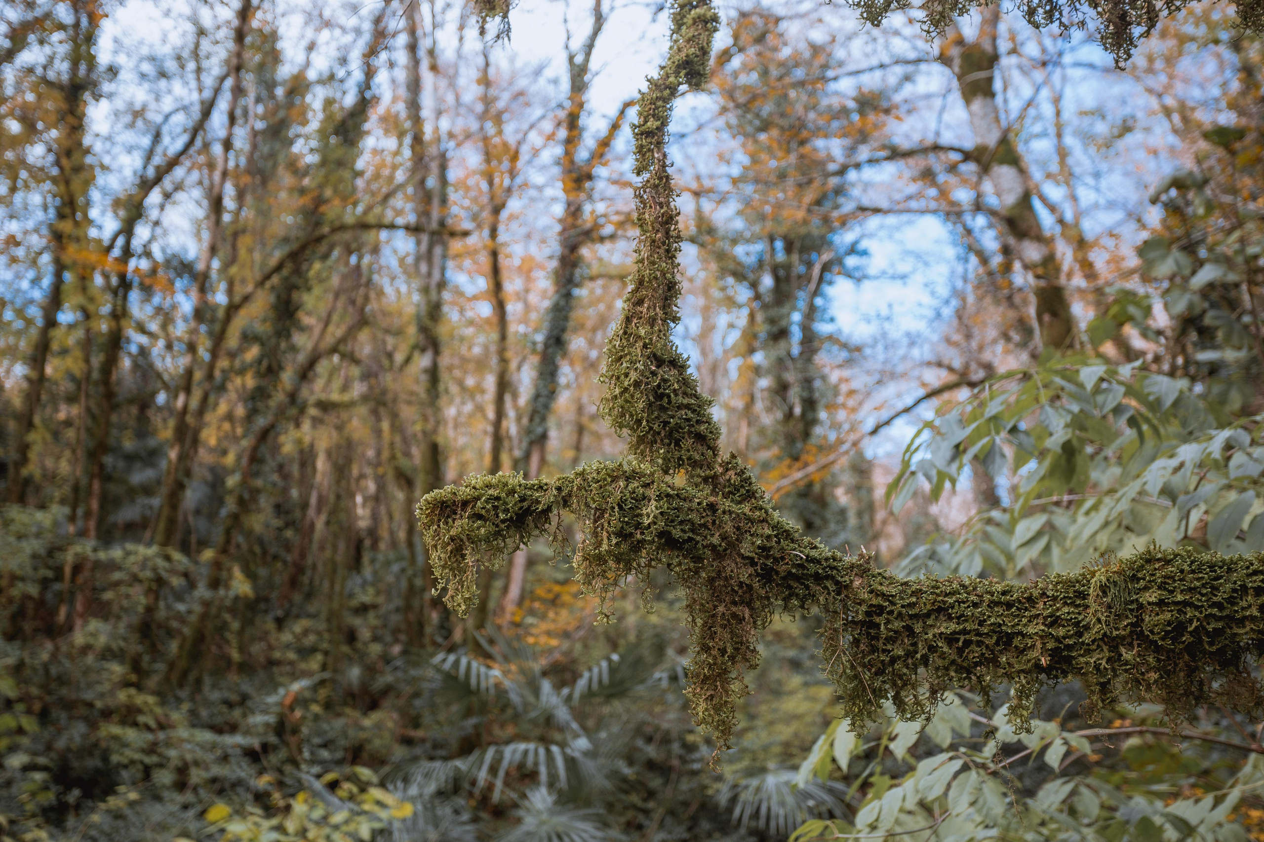 Тисо-самшитовая роща. Photographer Sonkina Tatiana (Tanya Ash)