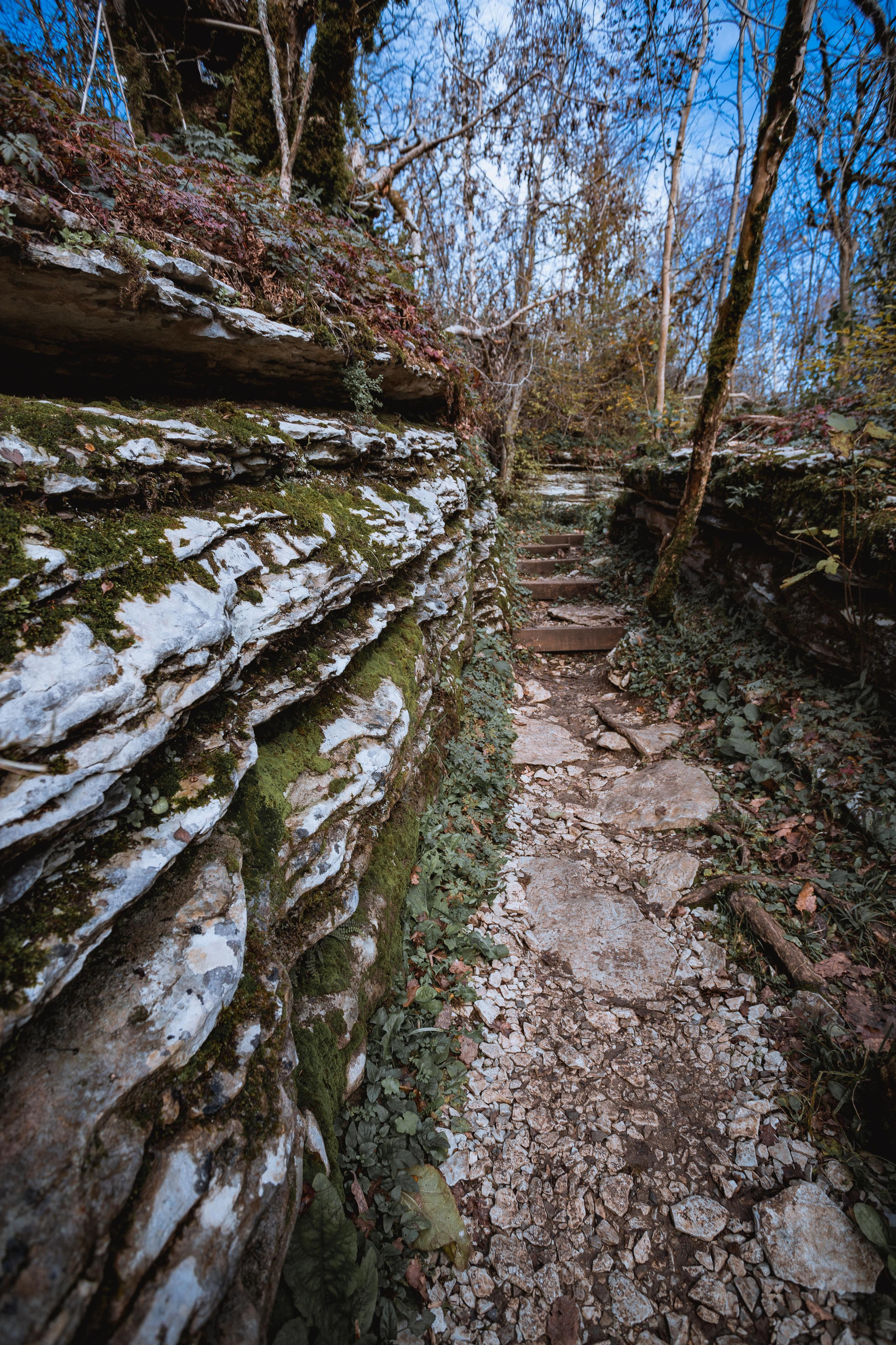 Тисо-самшитовая роща. Photographer Sonkina Tatiana (Tanya Ash)