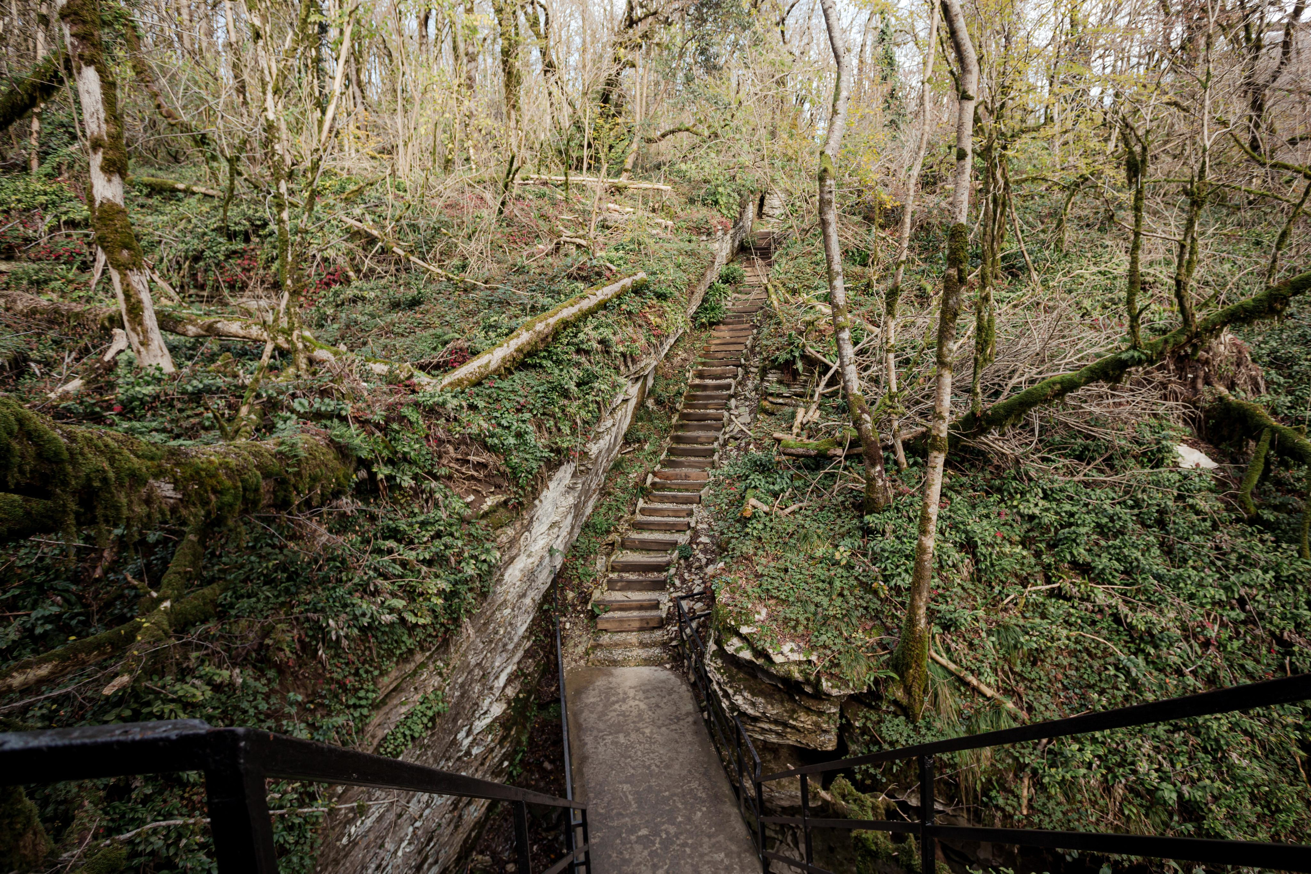 Тисо-самшитовая роща. Photographer Sonkina Tatiana (Tanya Ash)