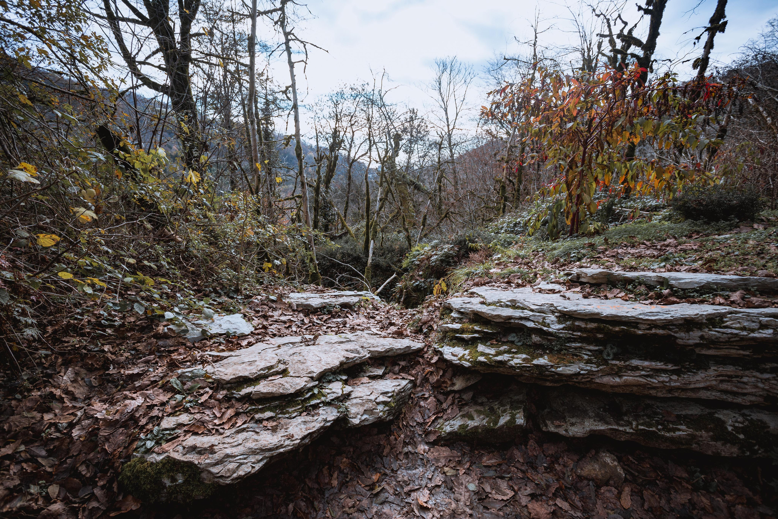 Тисо-самшитовая роща. Photographer Sonkina Tatiana (Tanya Ash)