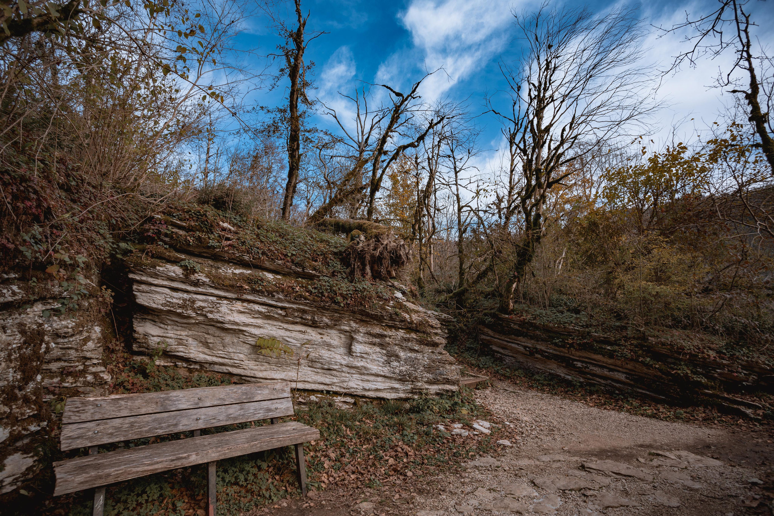 Тисо-самшитовая роща. Photographer Sonkina Tatiana (Tanya Ash)