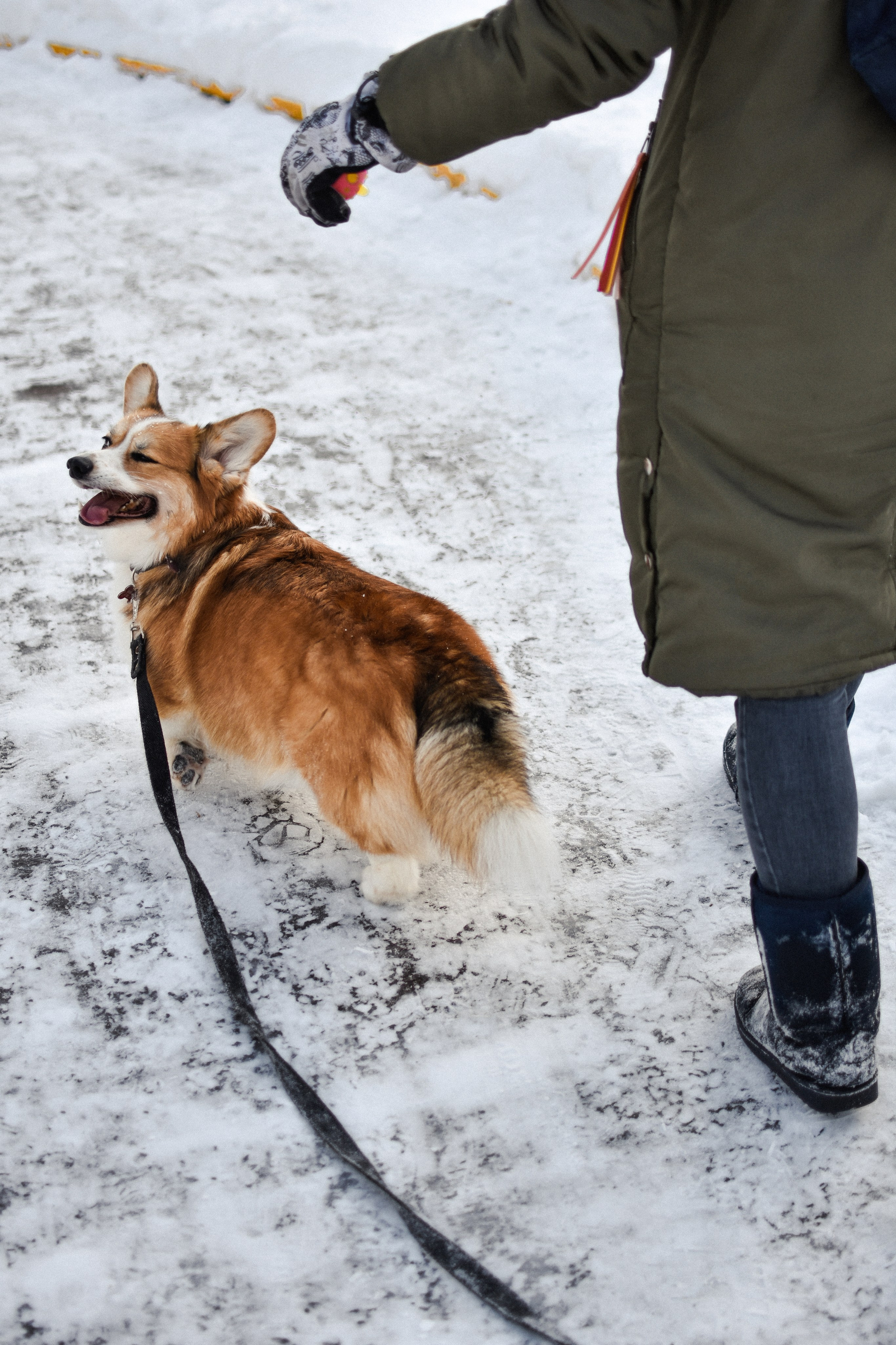Алекс и Вера. Фотограф-анималист Ксения Шевцова|Москва