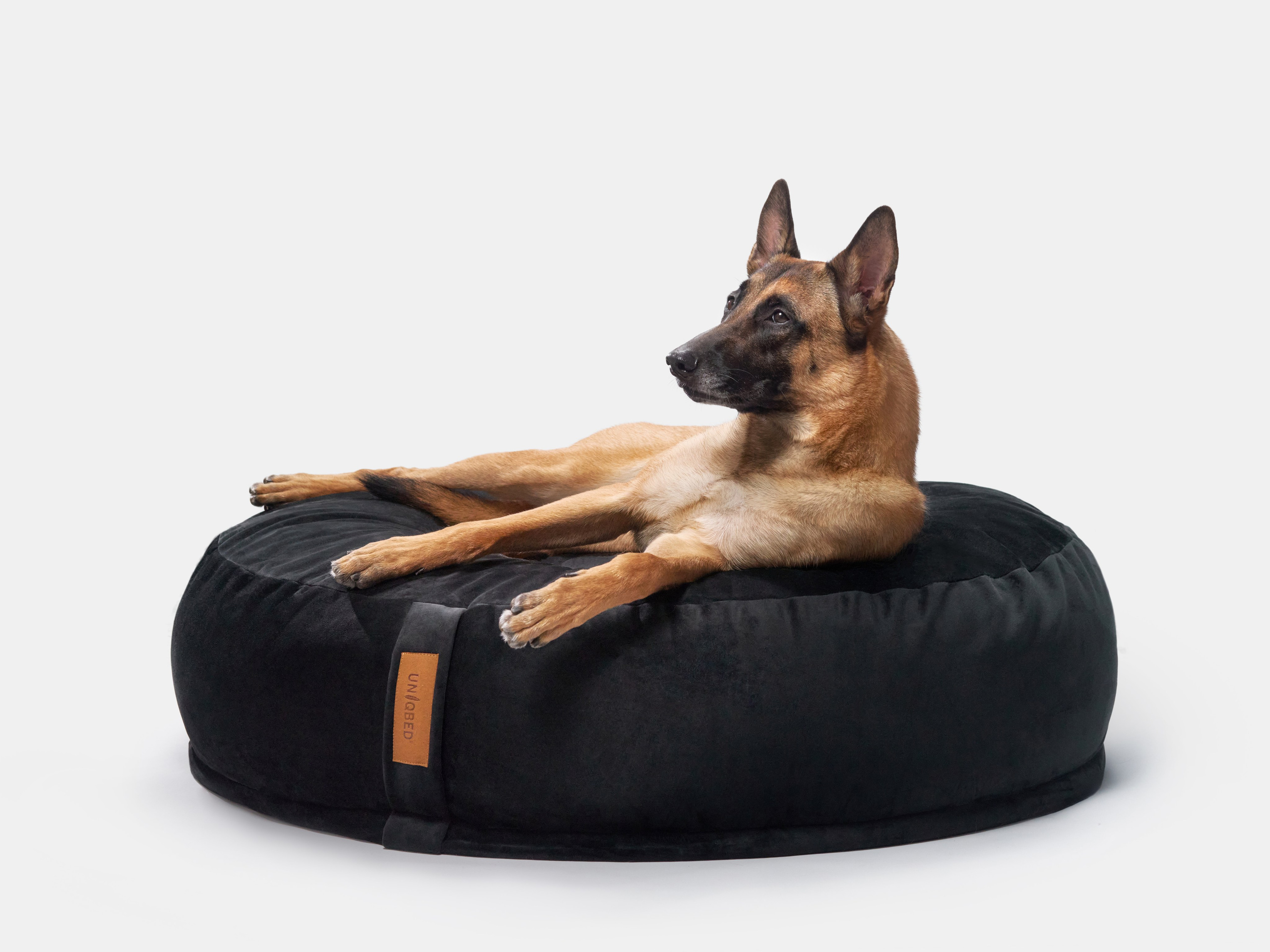 Advertising shooting with animals. Pets in advertising. Dog photographer Averianova Anna — Art photography of dogs