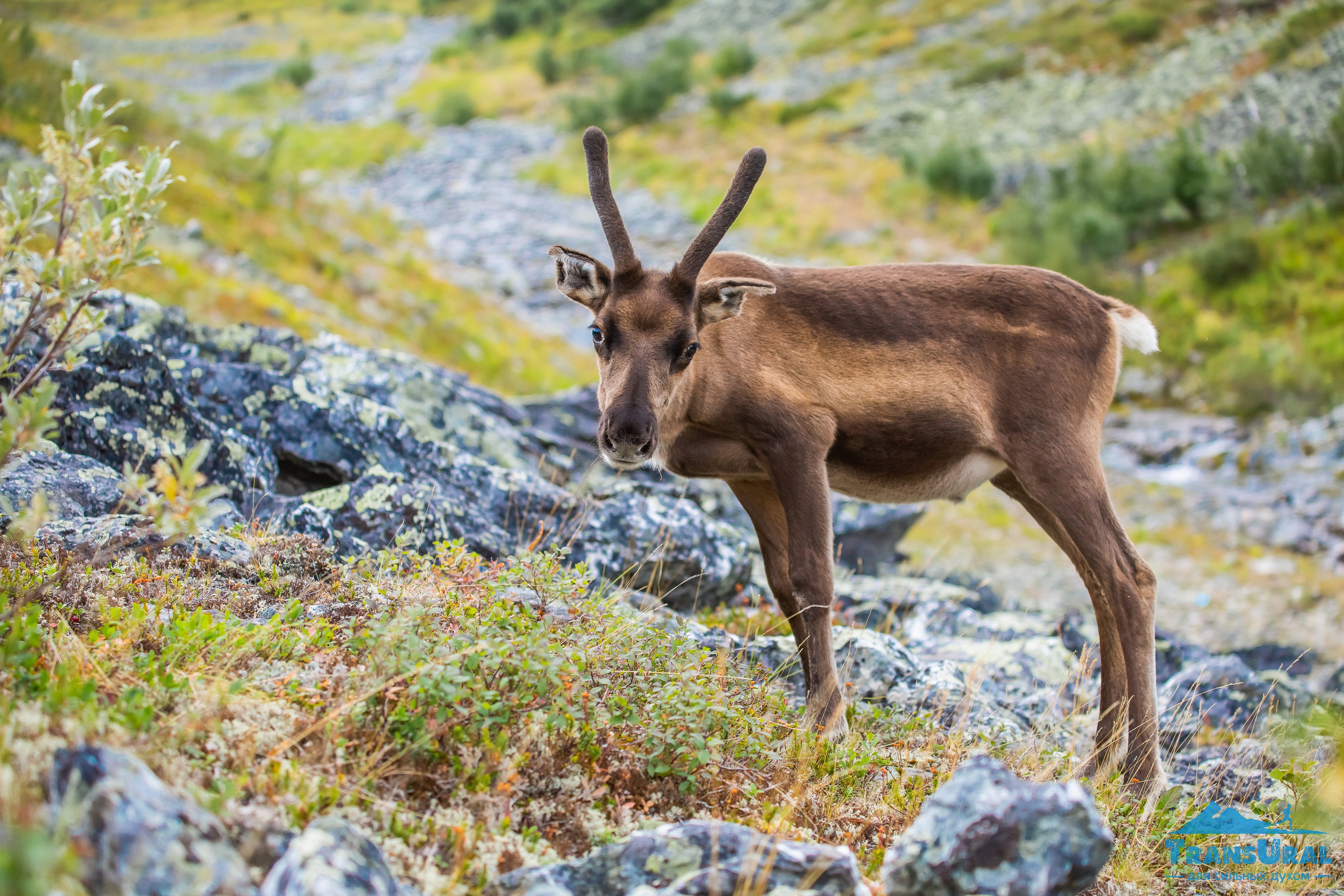 Животные. Авторские туры с профессиональным фотографом