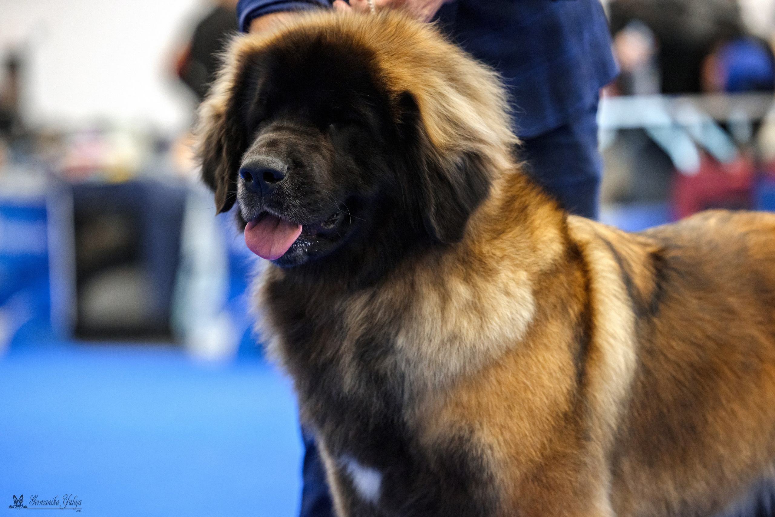 Нижний Новгород 21-22.10.2023. Фотограф-анималист Юлия Германика