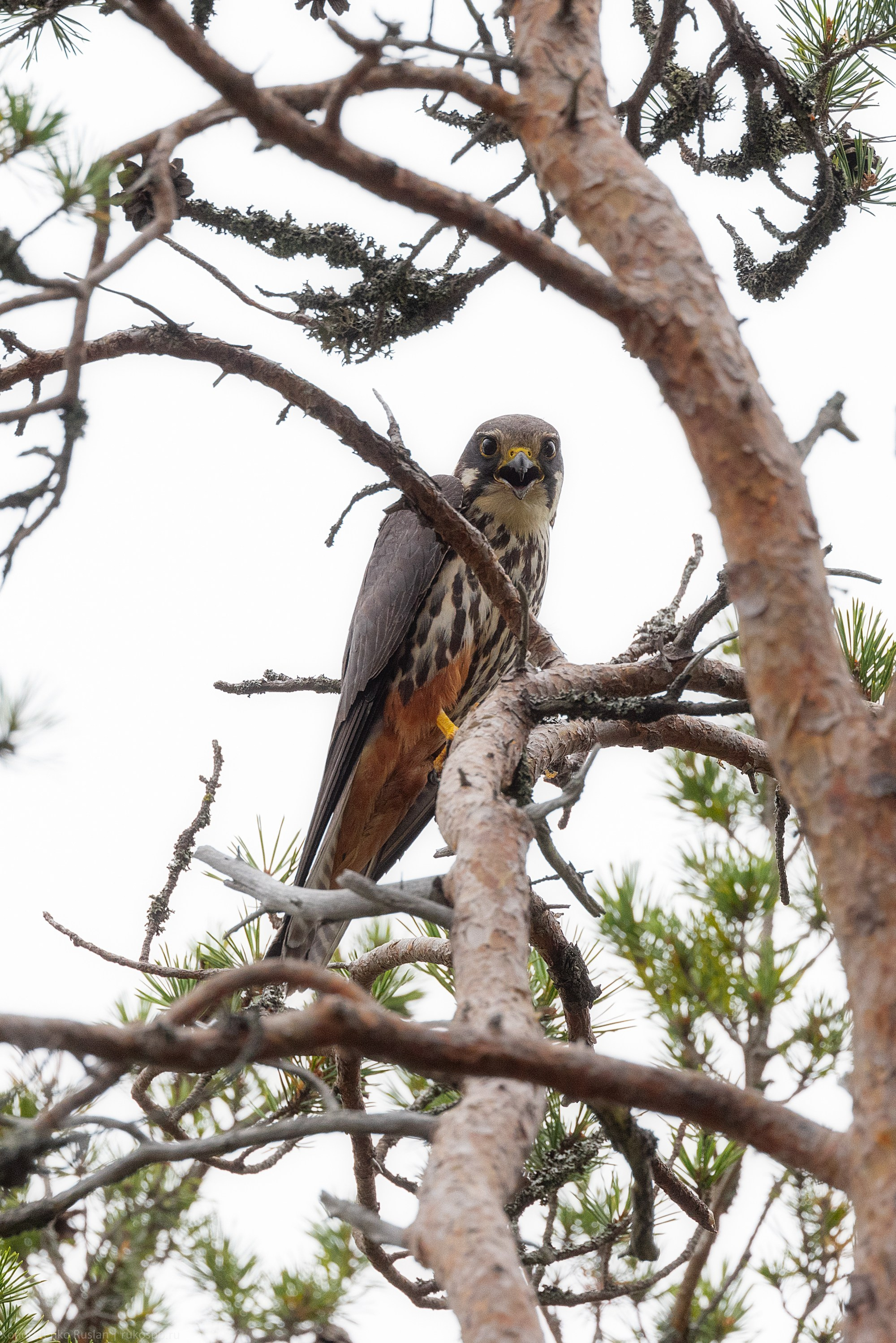 Чеглок. Архитектурный и пейзажный фотограф Кондратенко Руслан, Санкт-Петербург