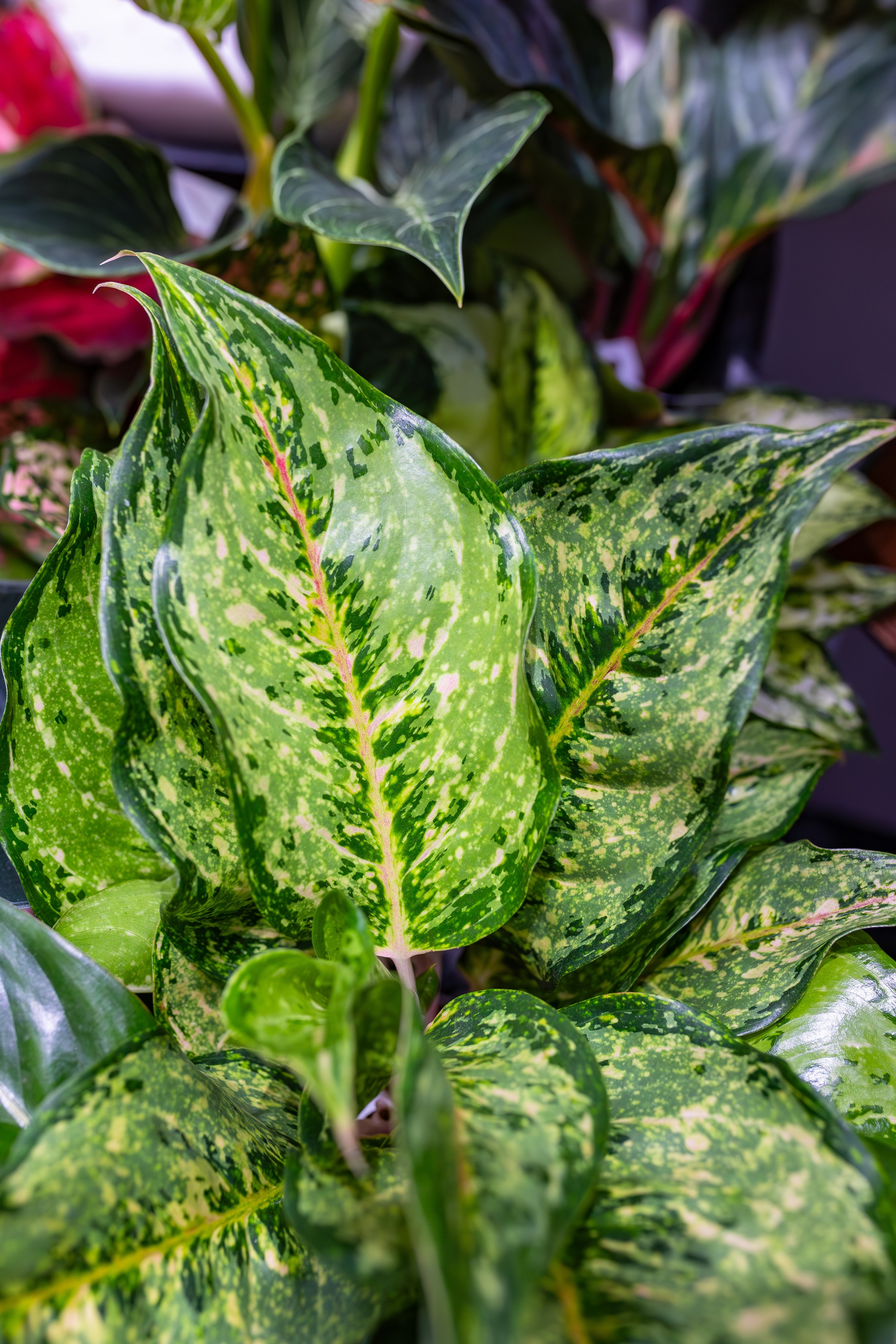 Орхидиум сентябрь 2025. Александра Куликова фотограф, Москва