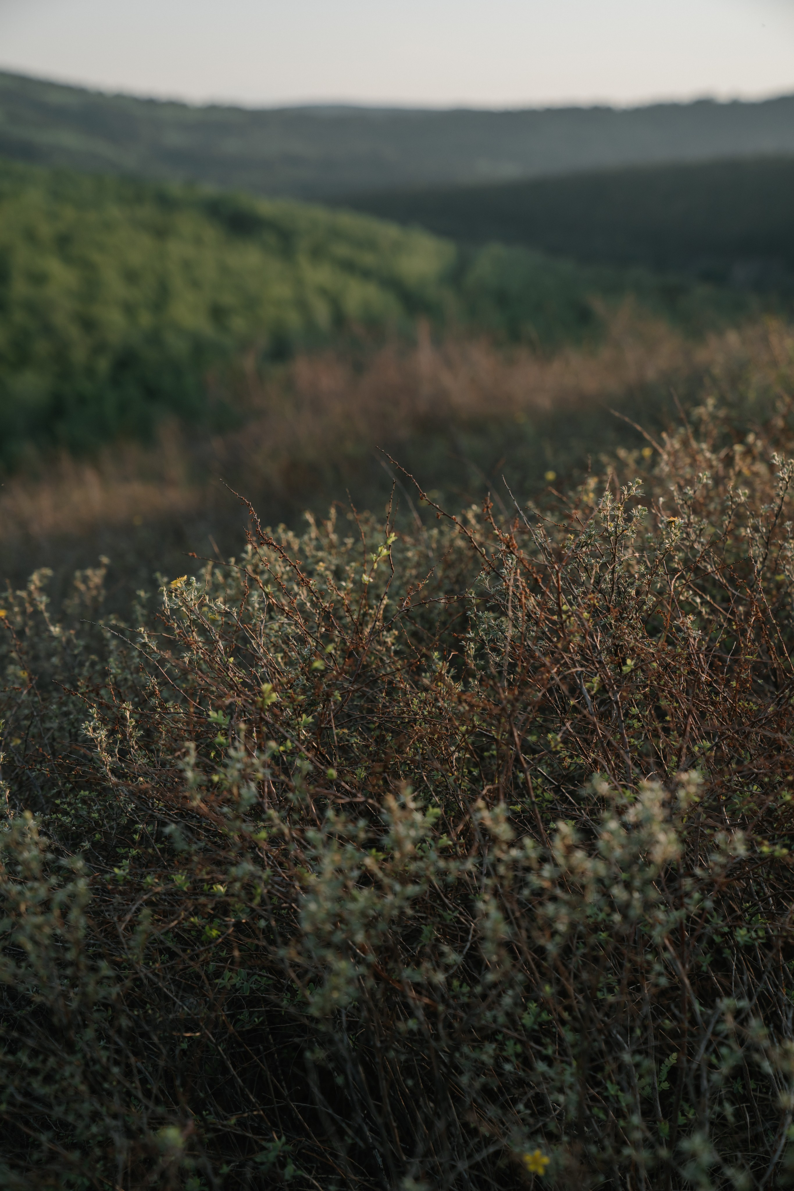 На закате. Евгения Арефьева — свадебный и портретный фотограф в Чите