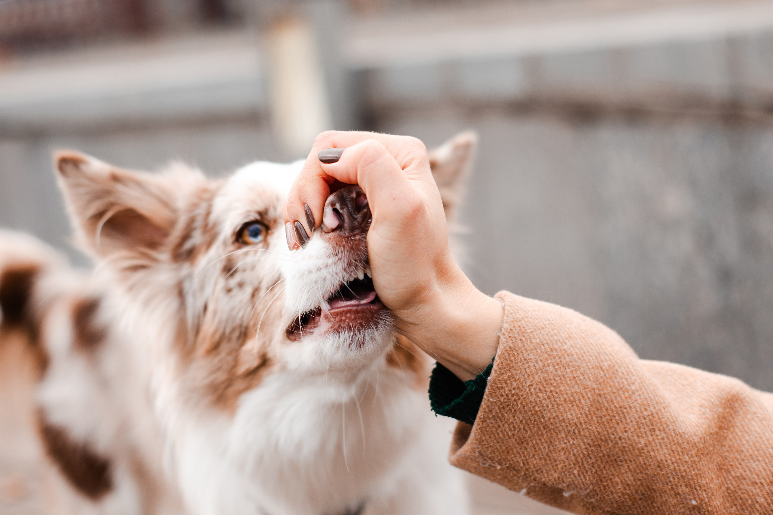 Мария и Утопия. Фотограф-анималист Мария Баркевич | Москва